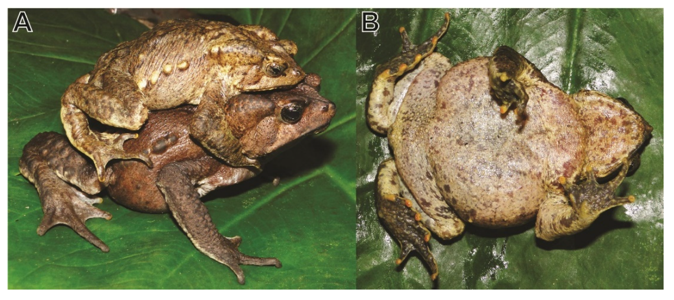 Cane Toad Trap Stem Challenge, PDF