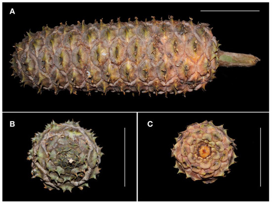 Taxonomy 01 00018 g007 550