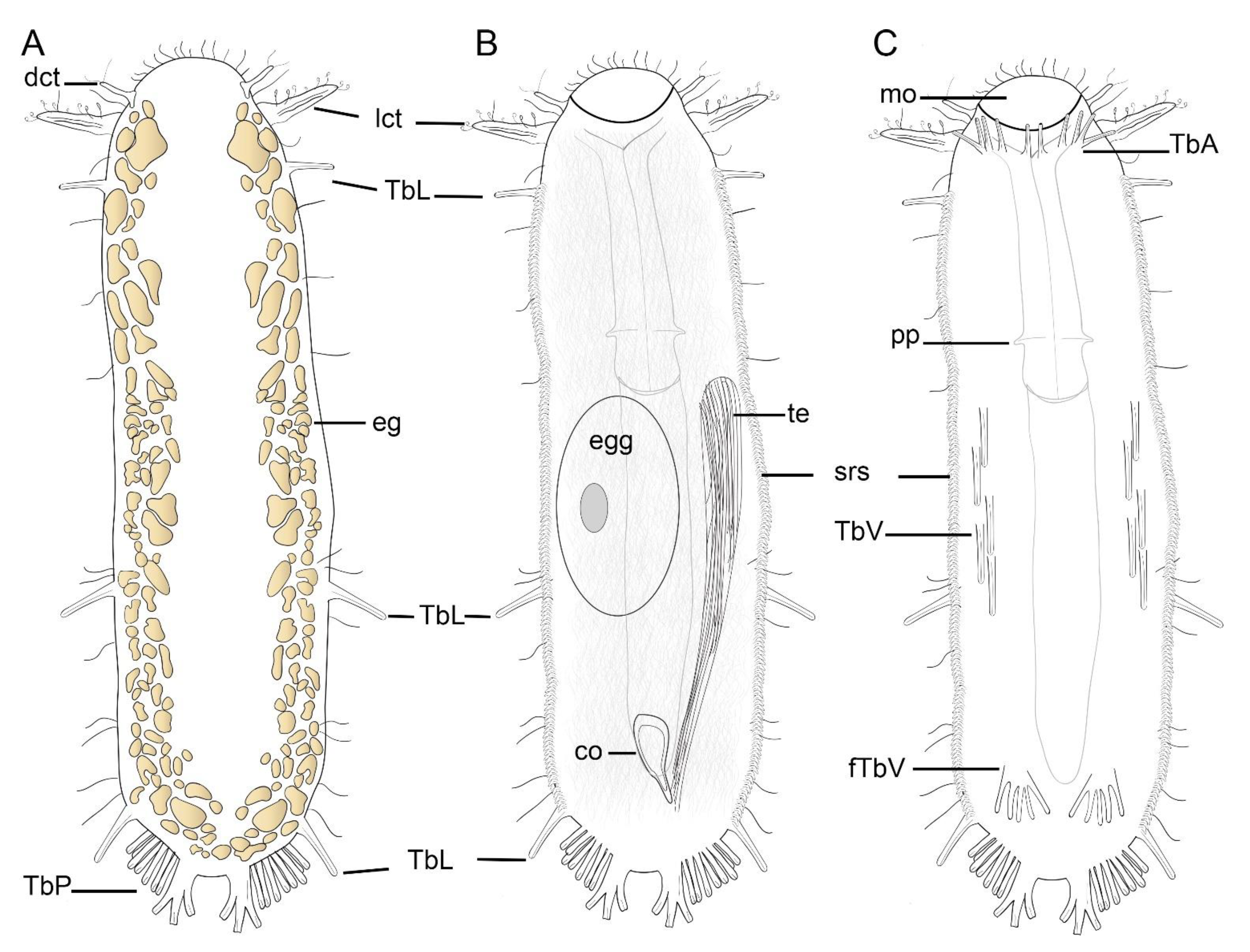 Taxonomy 01 00022 g002 Taxonomy 01 00022 g002
