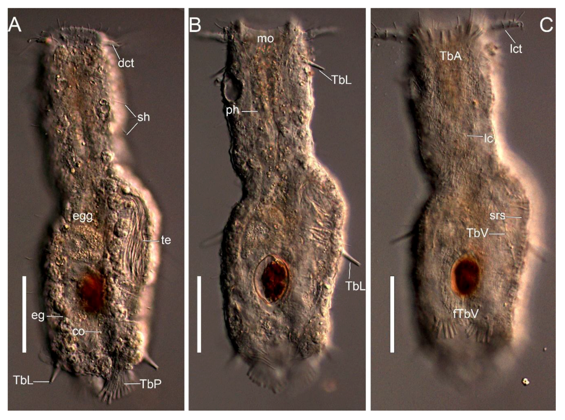 Taxonomy 01 00022 g003 Taxonomy 01 00022 g003