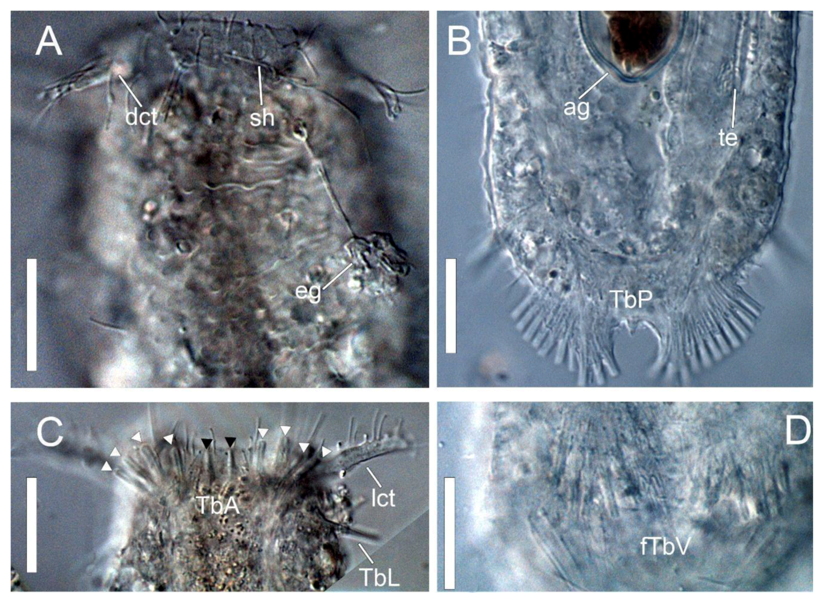 Taxonomy 01 00022 g004 Taxonomy 01 00022 g004