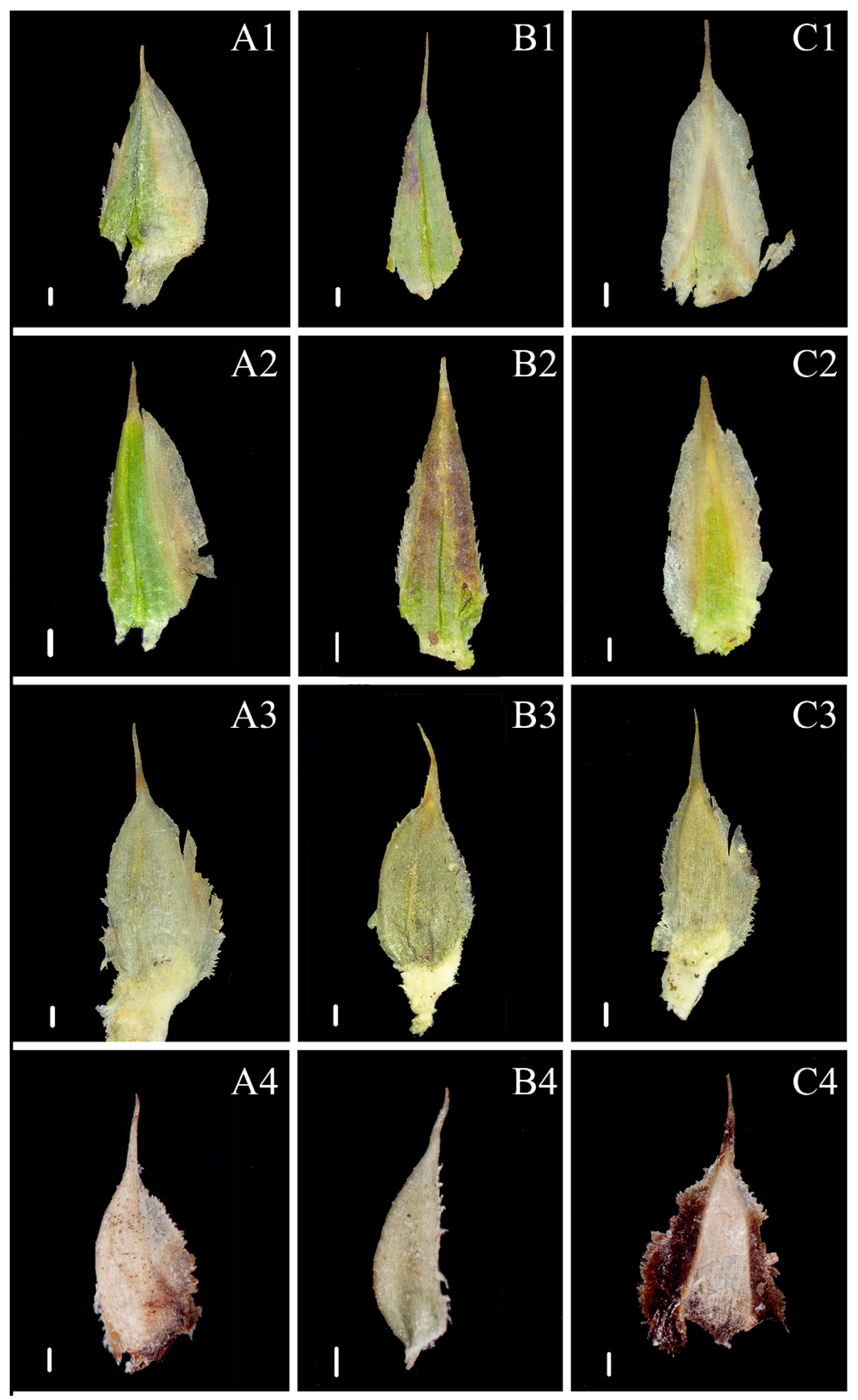 Taxonomy 01 00024 g004