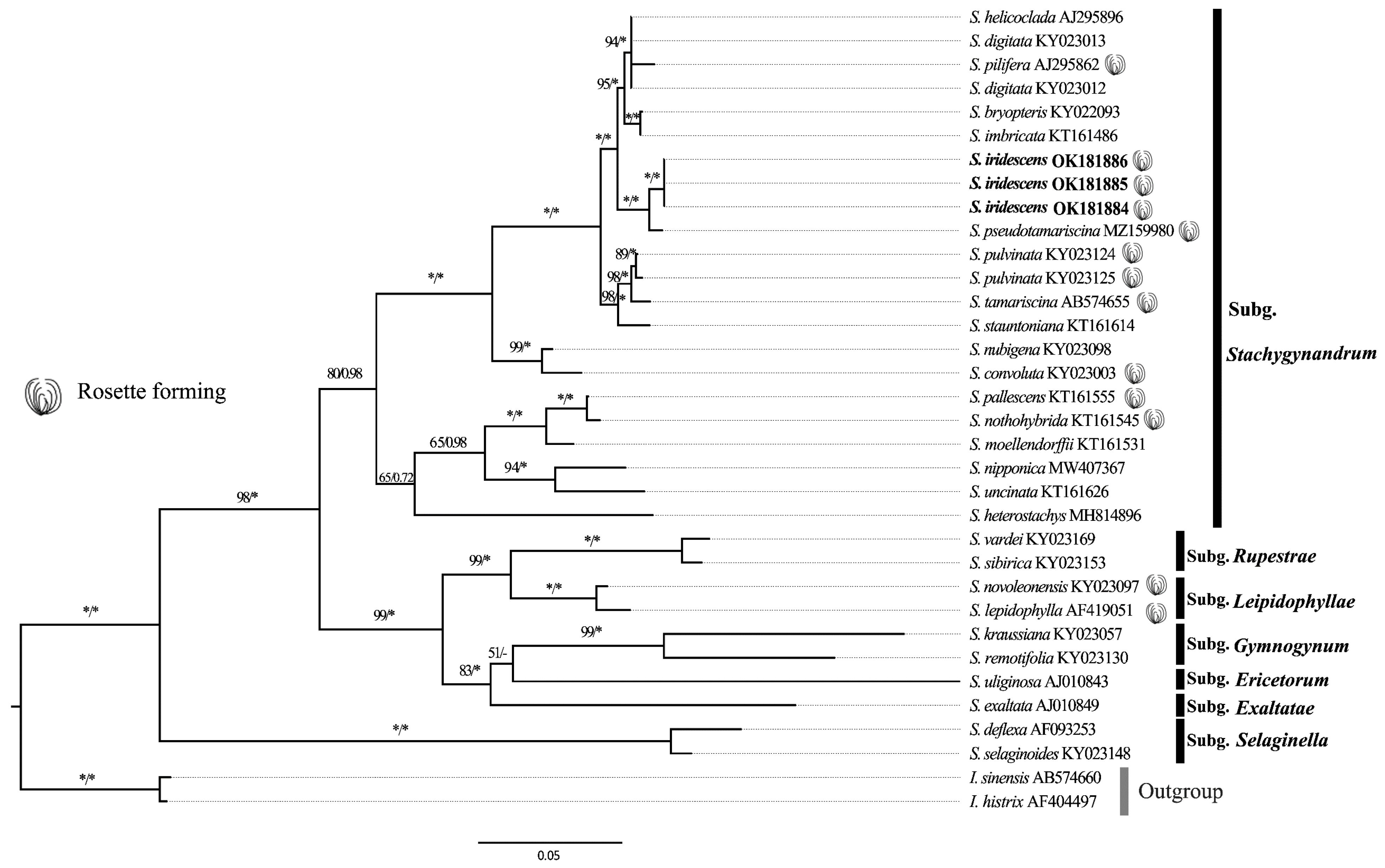 Taxonomy 01 00024 g005