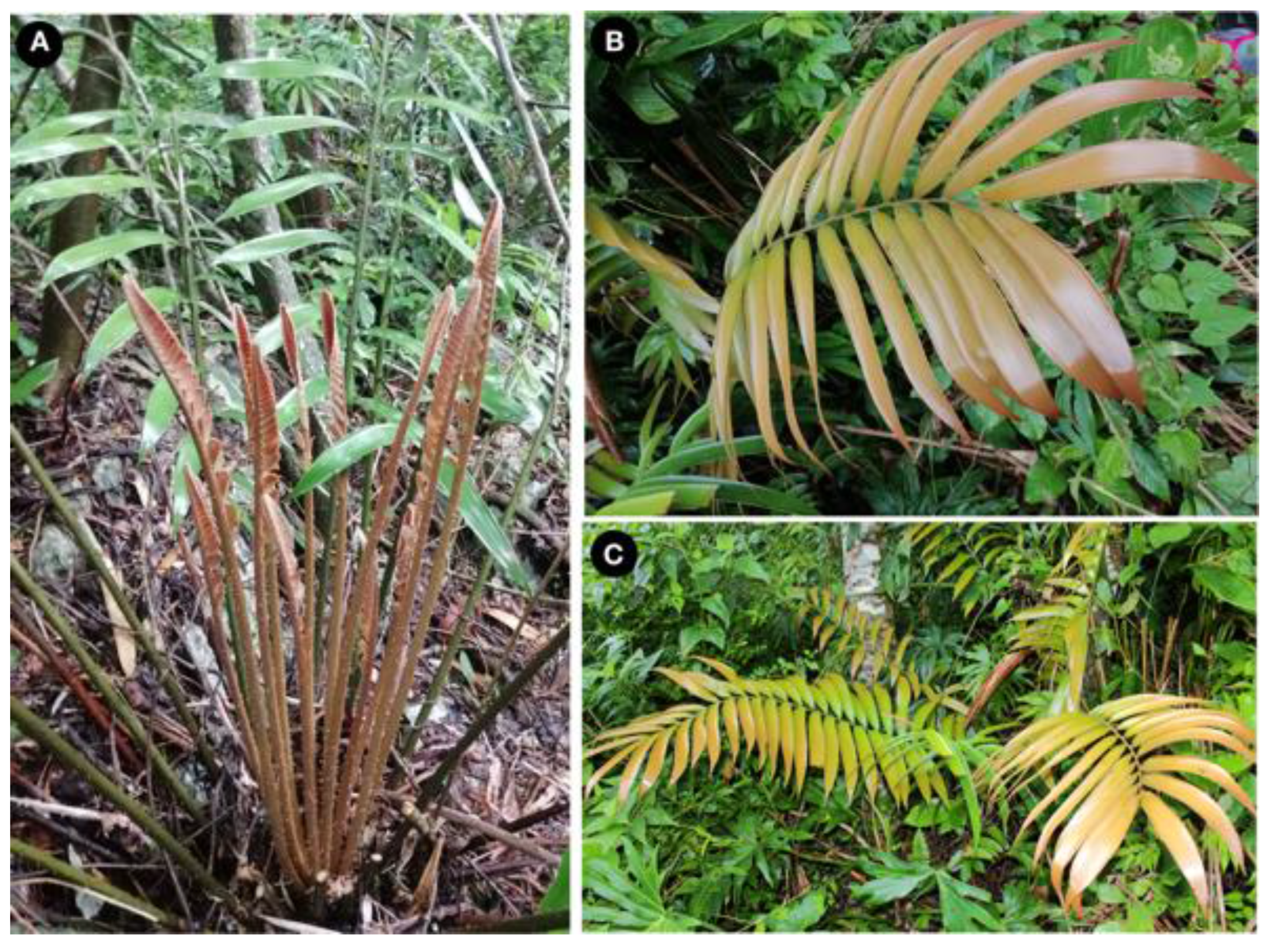 Taxonomy 01 00026 g006 550