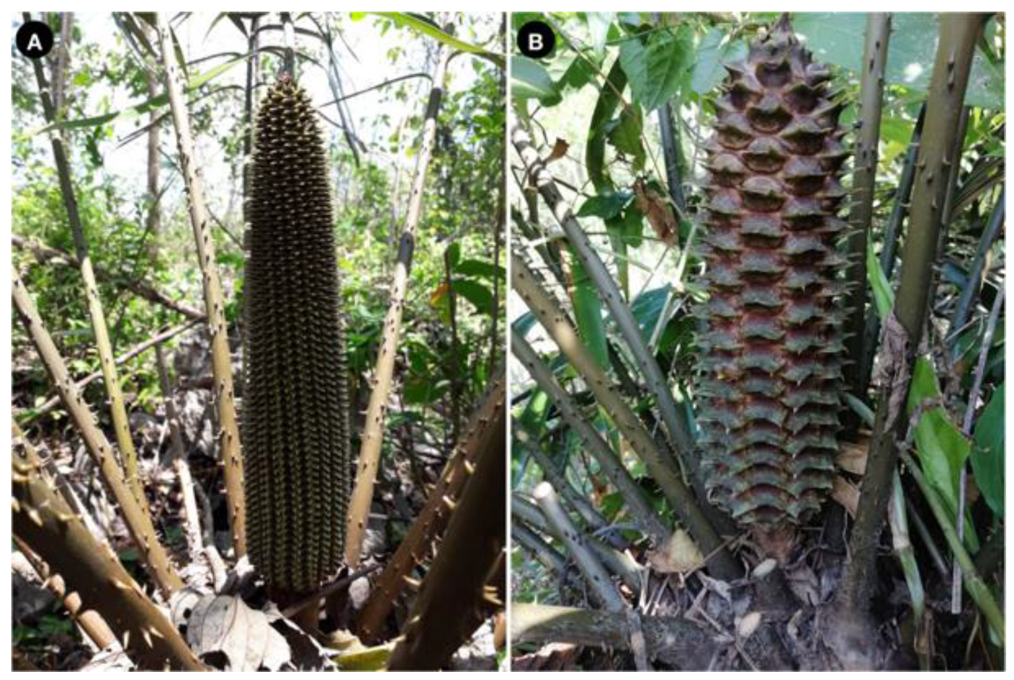 Taxonomy 01 00026 g007 550