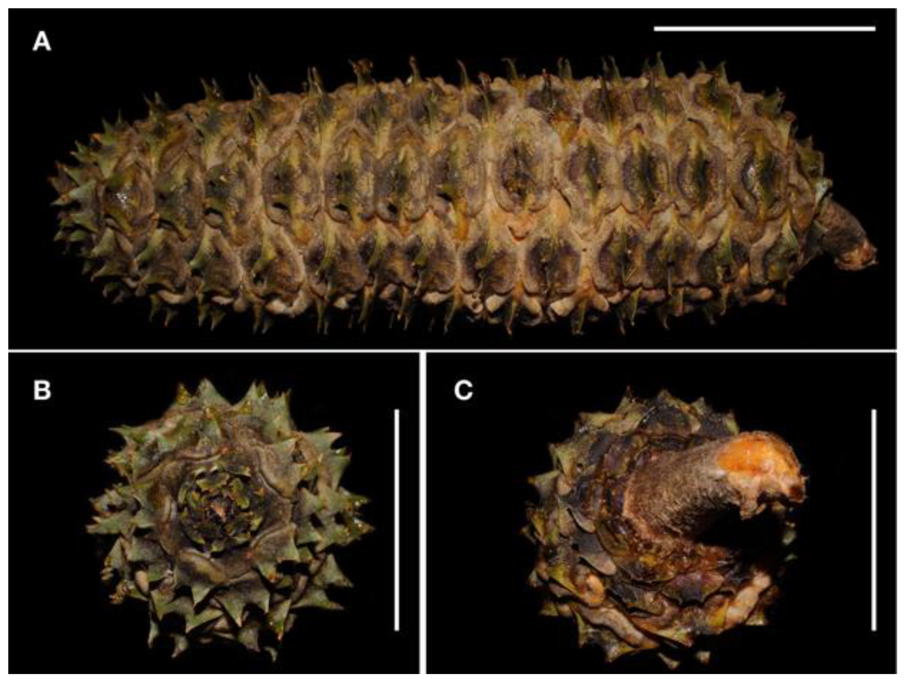 Taxonomy 01 00026 g008 550