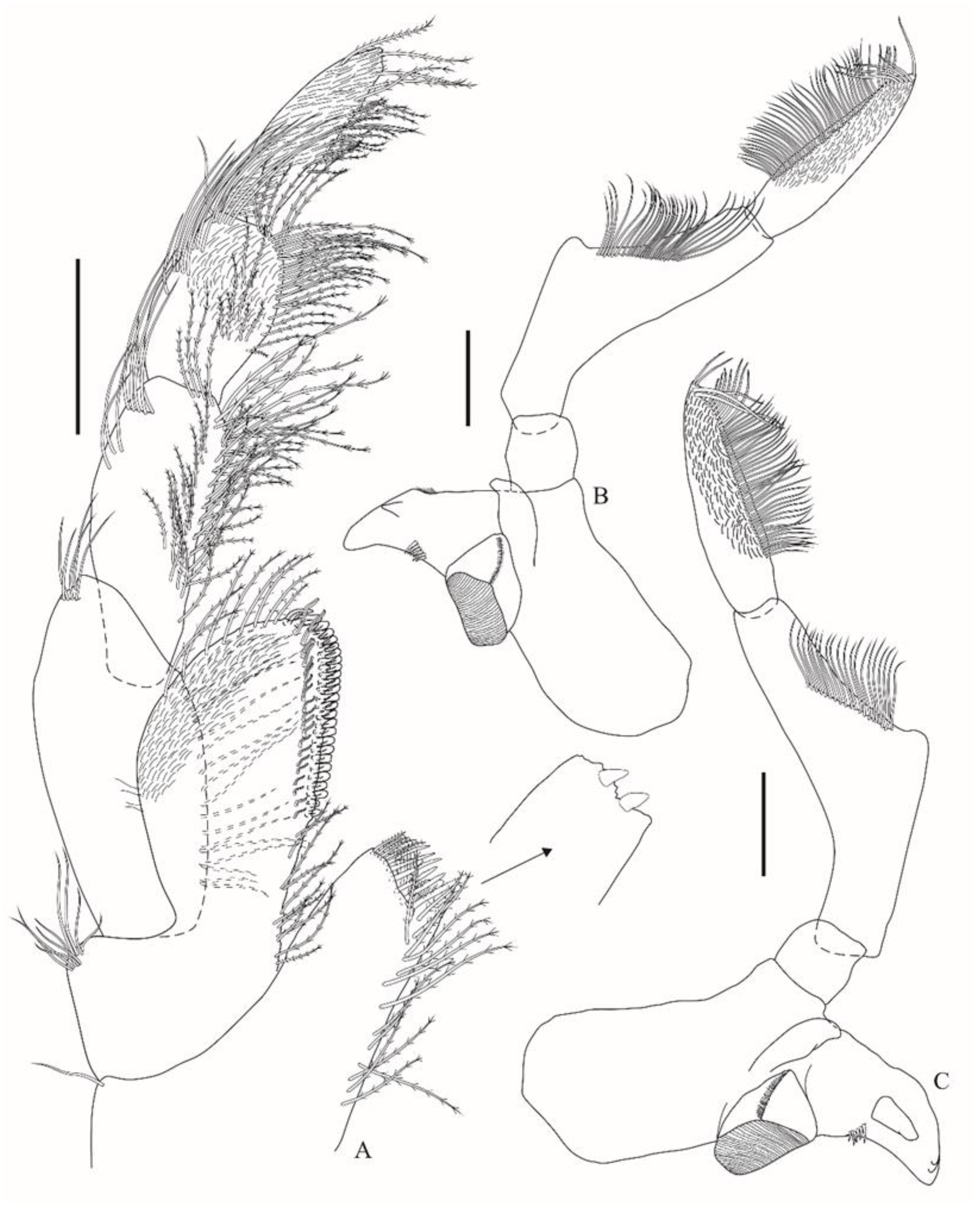 Taxonomy 01 00027 g003