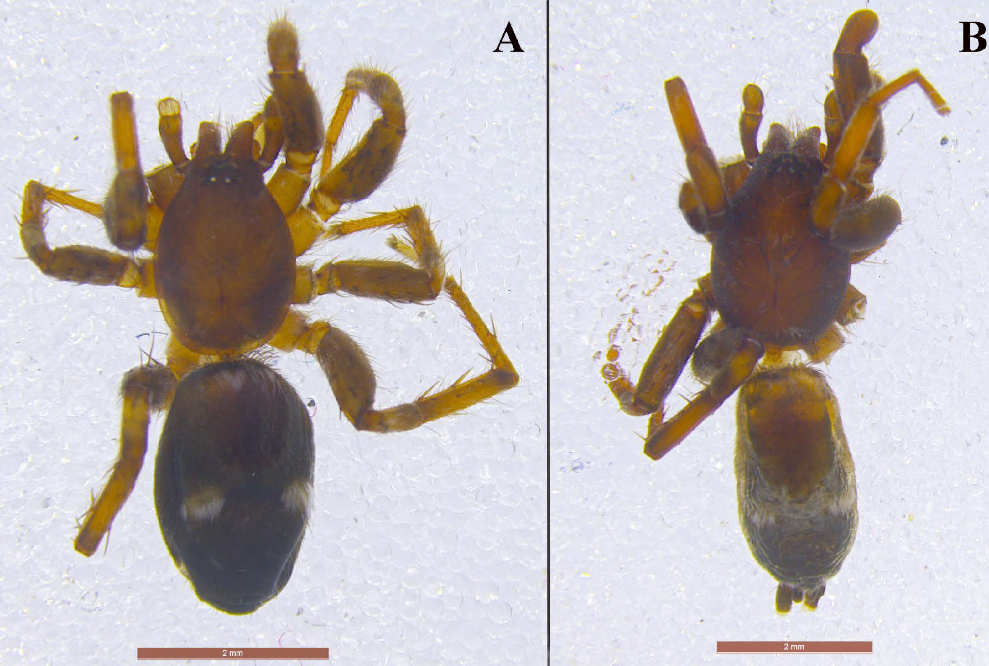 Taxonomy 01 00028 g011 550