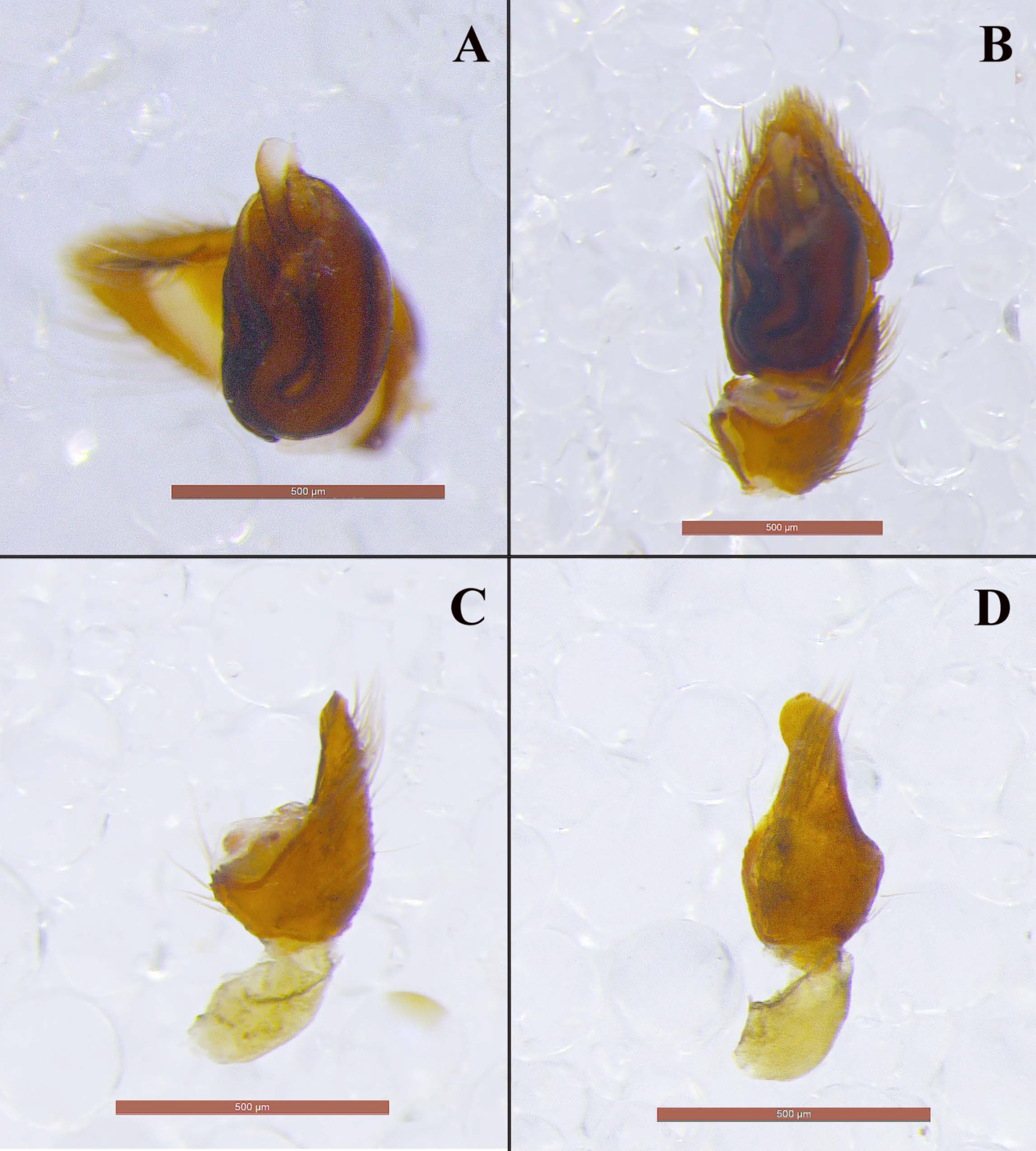 Taxonomy 01 00028 g012 550