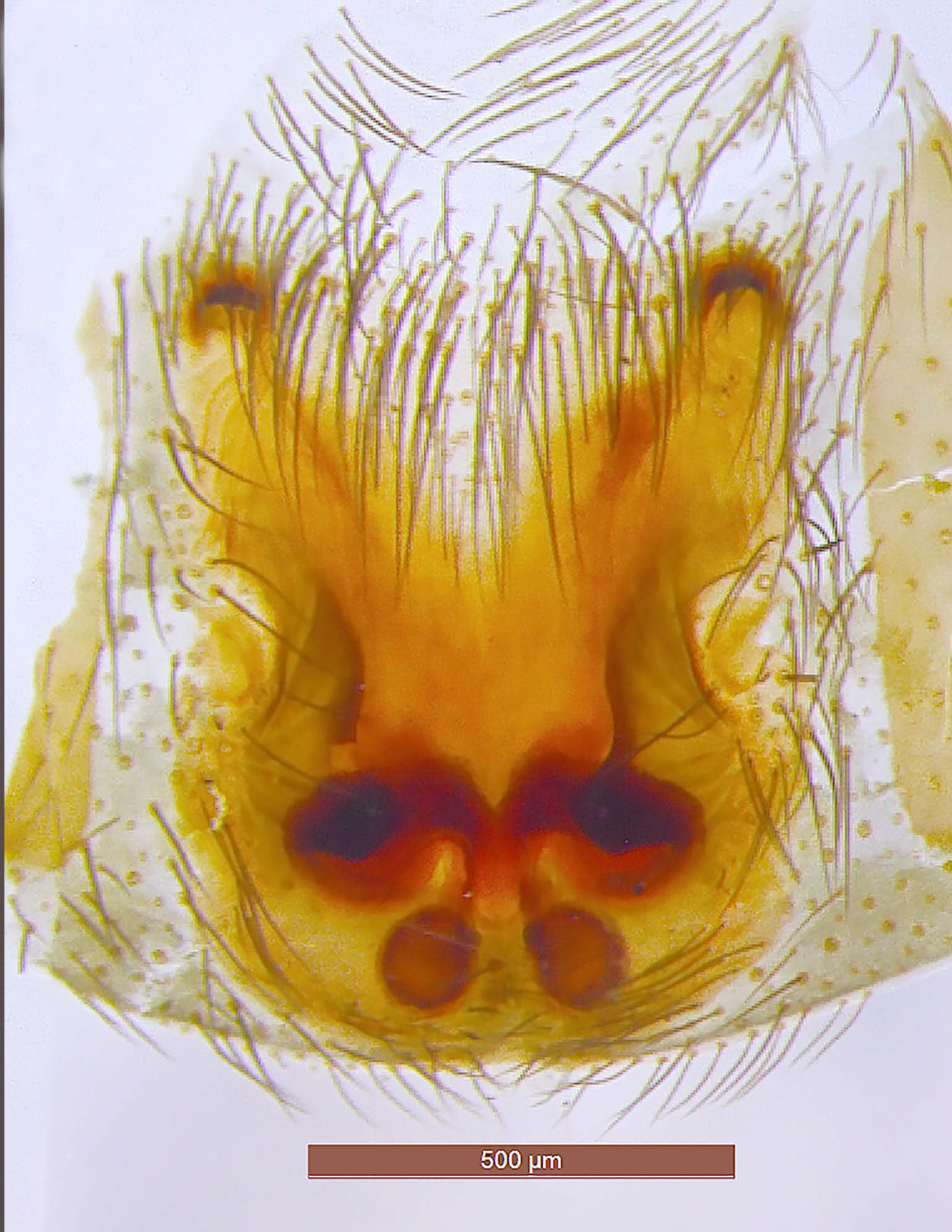 Taxonomy 01 00028 g016 550