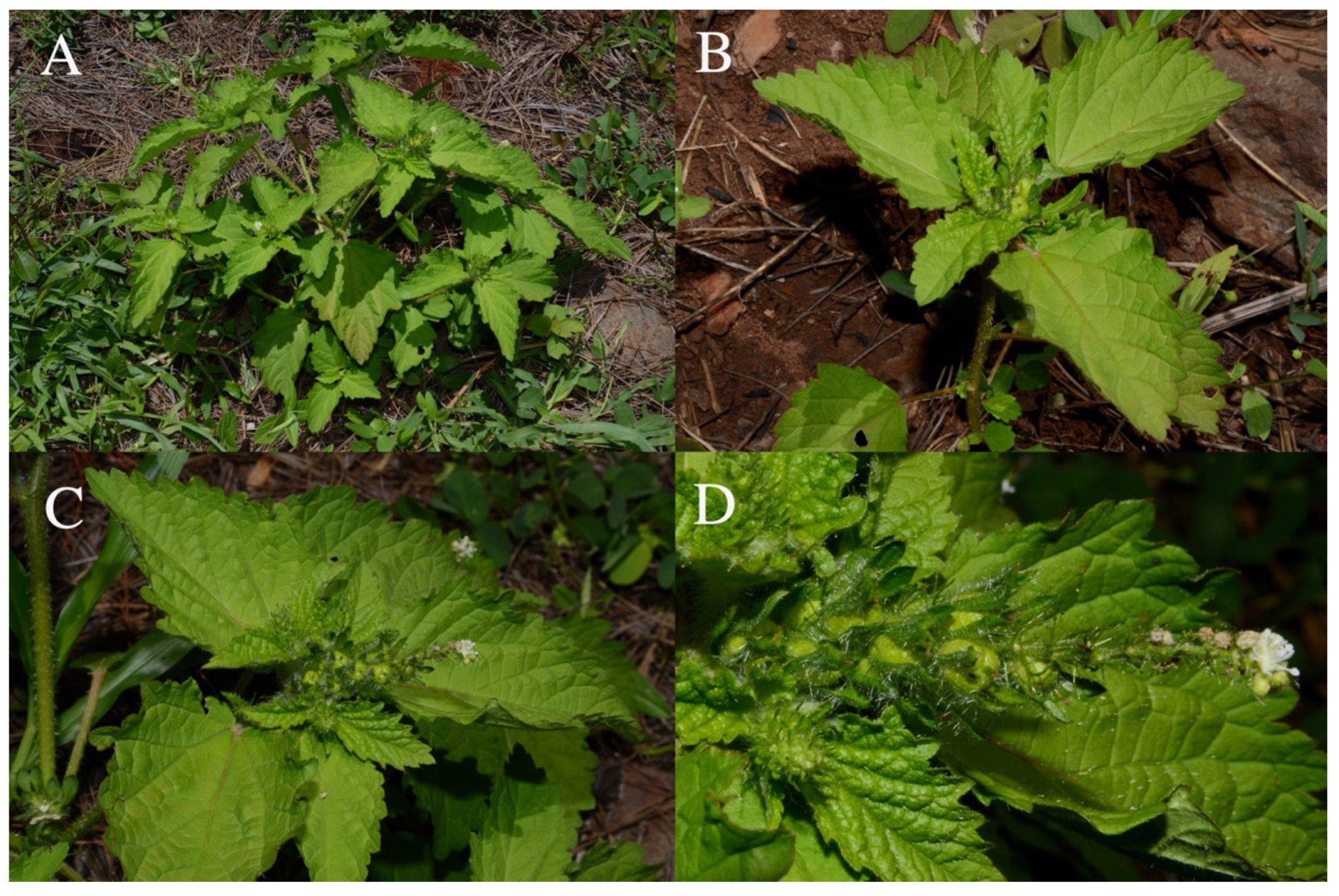 Taxonomy 01 00029 g0a10