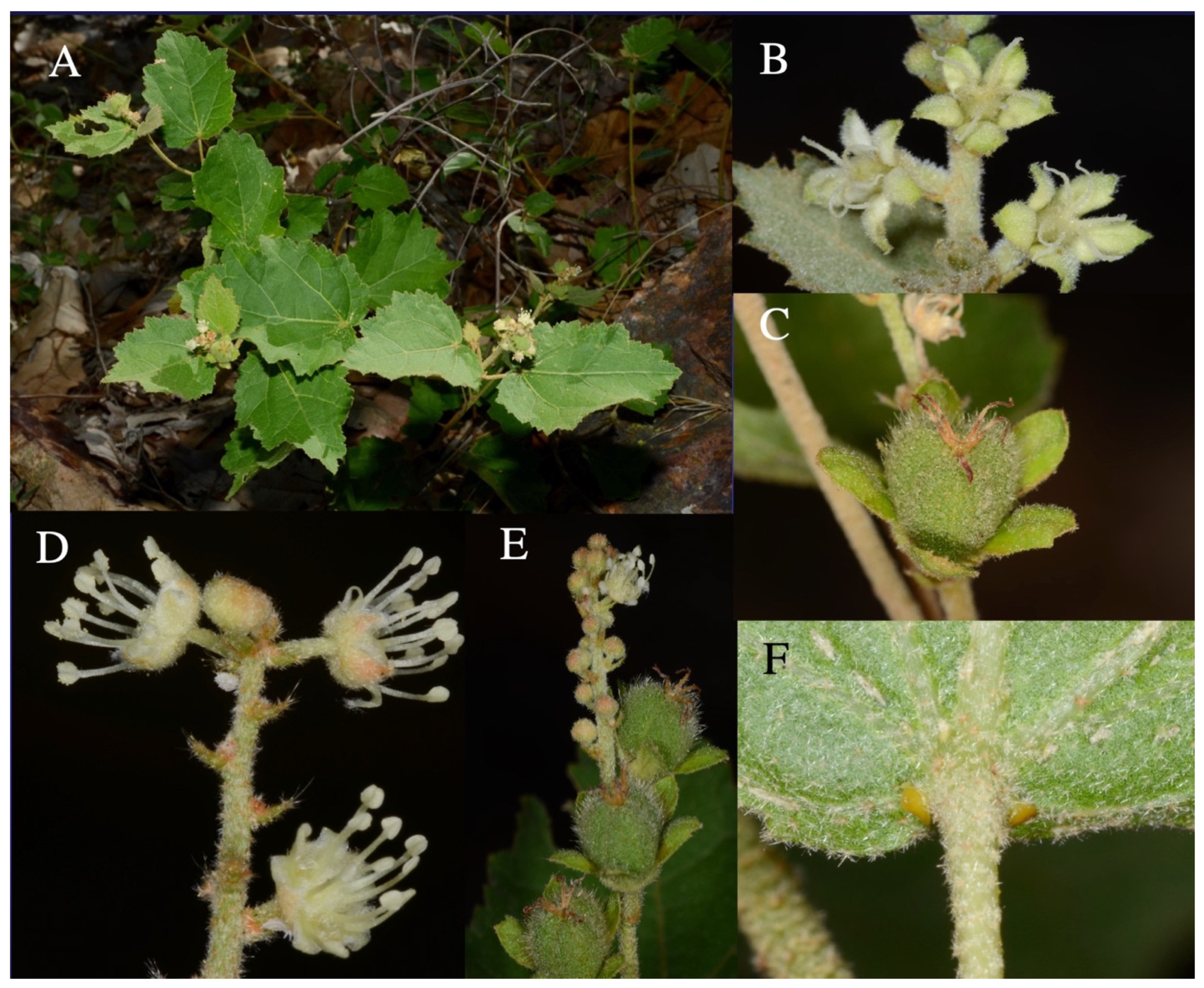 Taxonomy 01 00029 g0a12