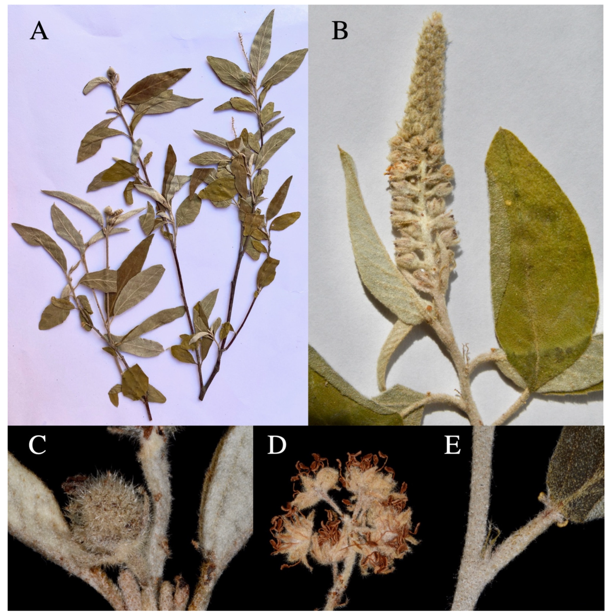 Taxonomy 01 00029 g0a14