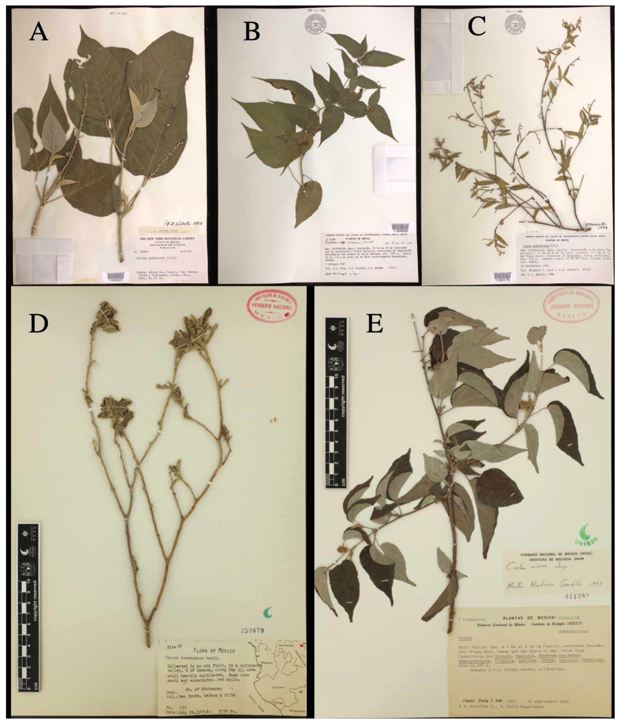 Taxonomy 01 00029 g0a16