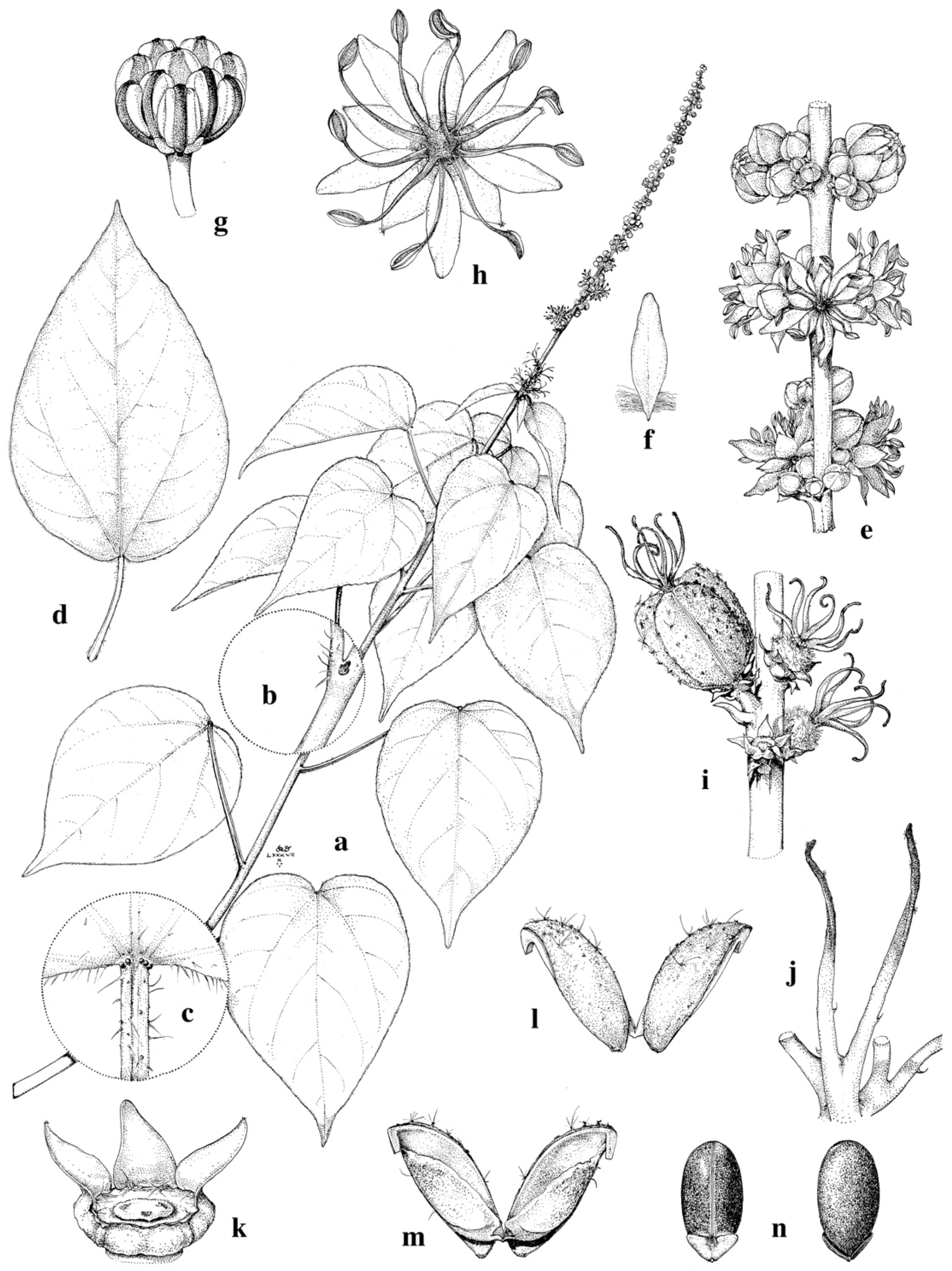 Taxonomy 01 00029 g0a17