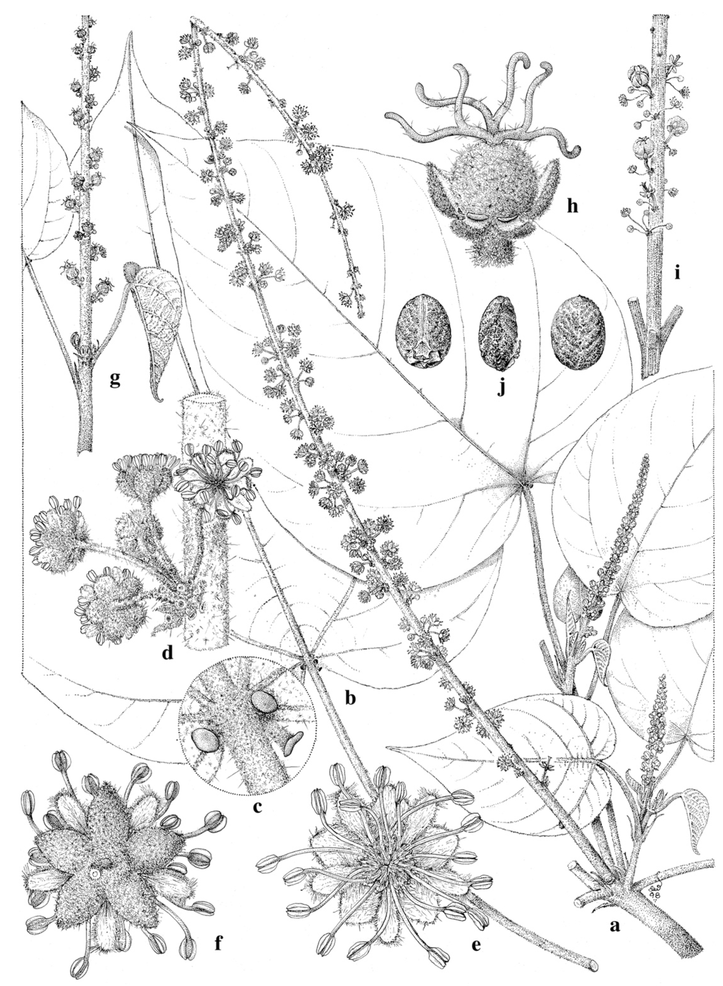 Taxonomy 01 00029 g0a18