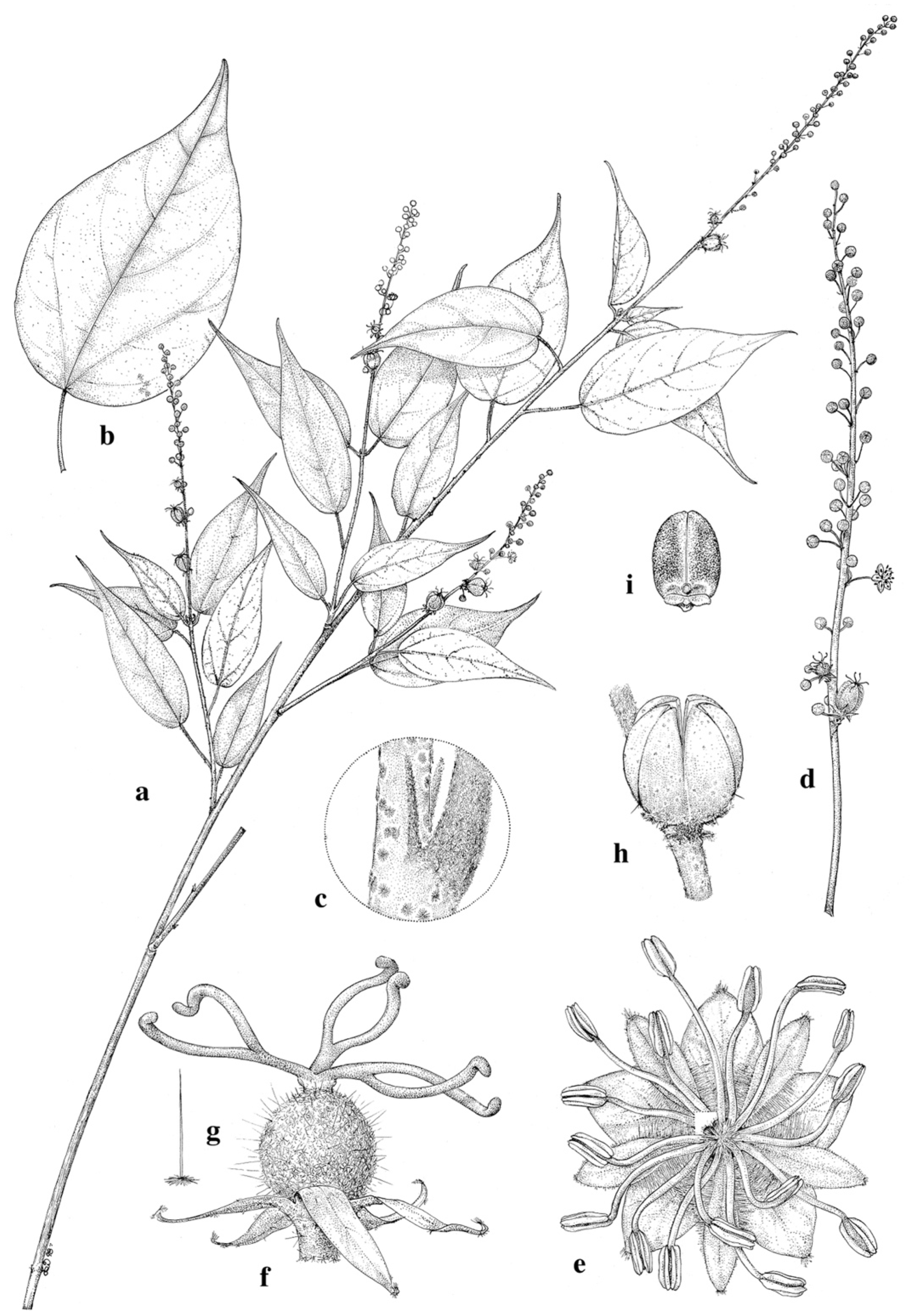 Taxonomy 01 00029 g0a19