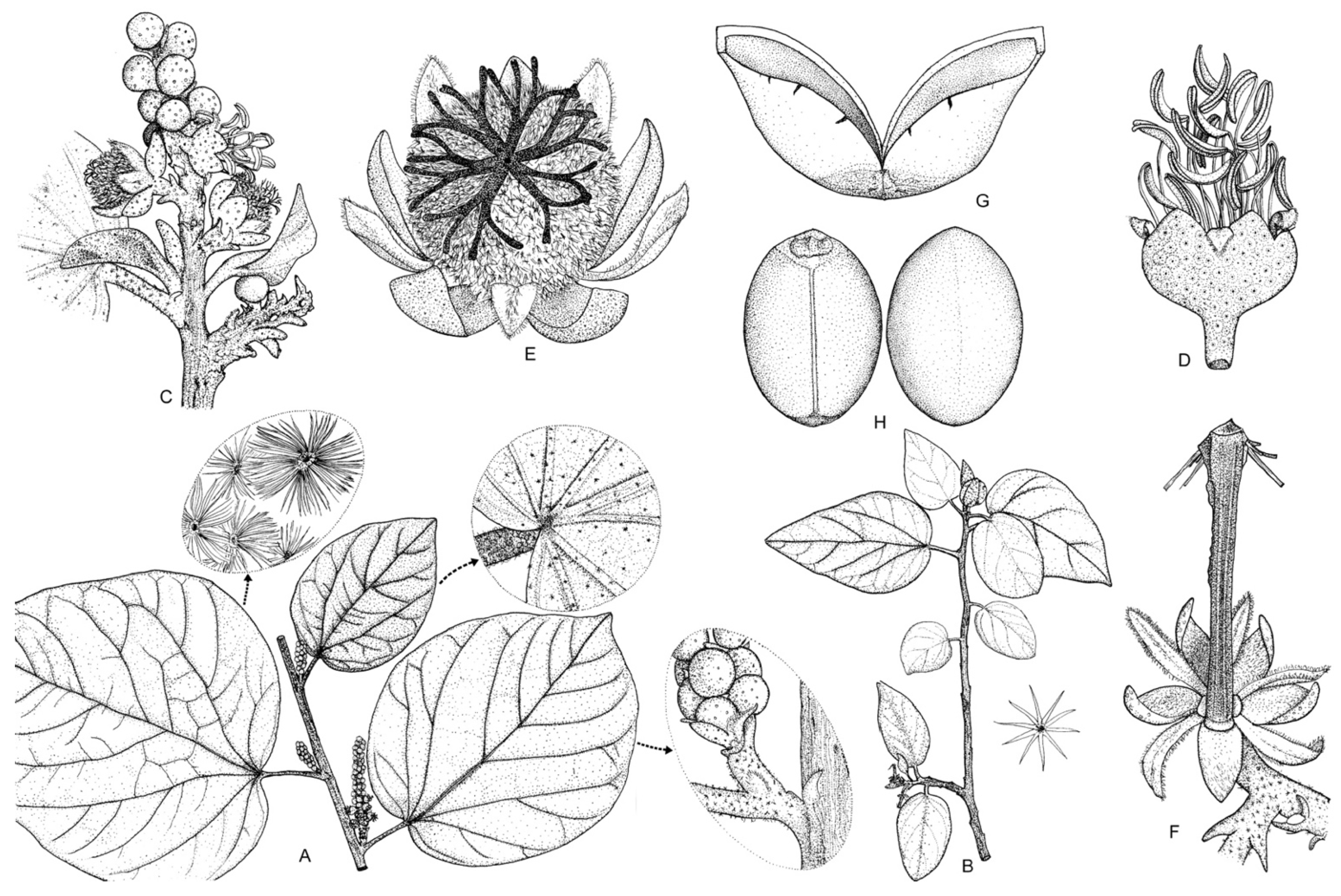 Taxonomy 01 00029 g0a20