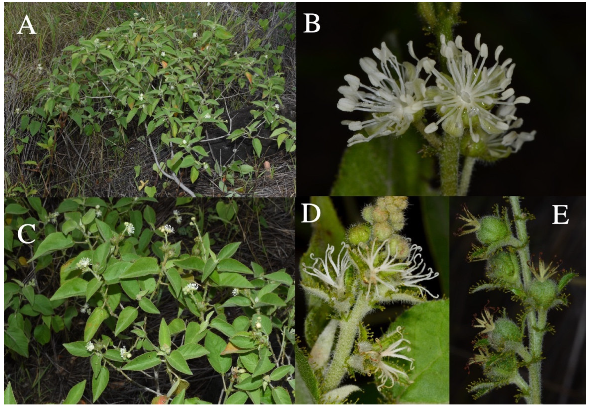 Taxonomy 01 00029 g0a3