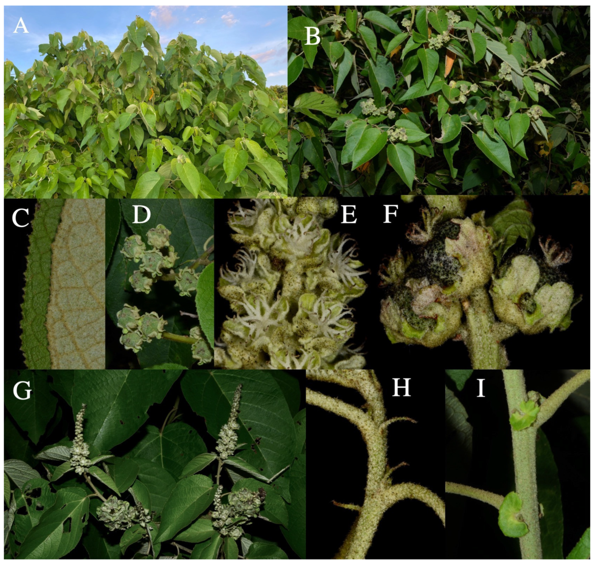 Taxonomy 01 00029 g0a4