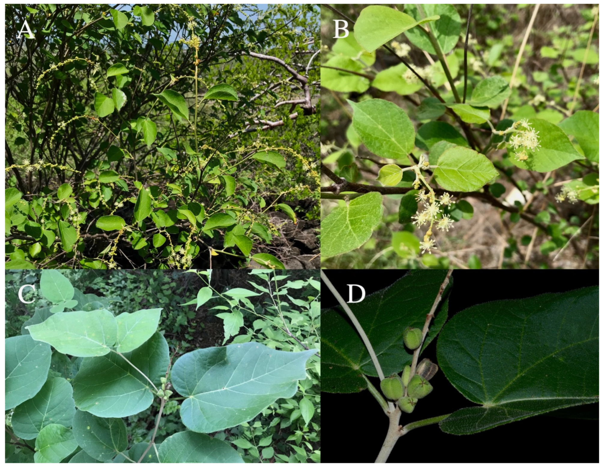 Taxonomy 01 00029 g0a7