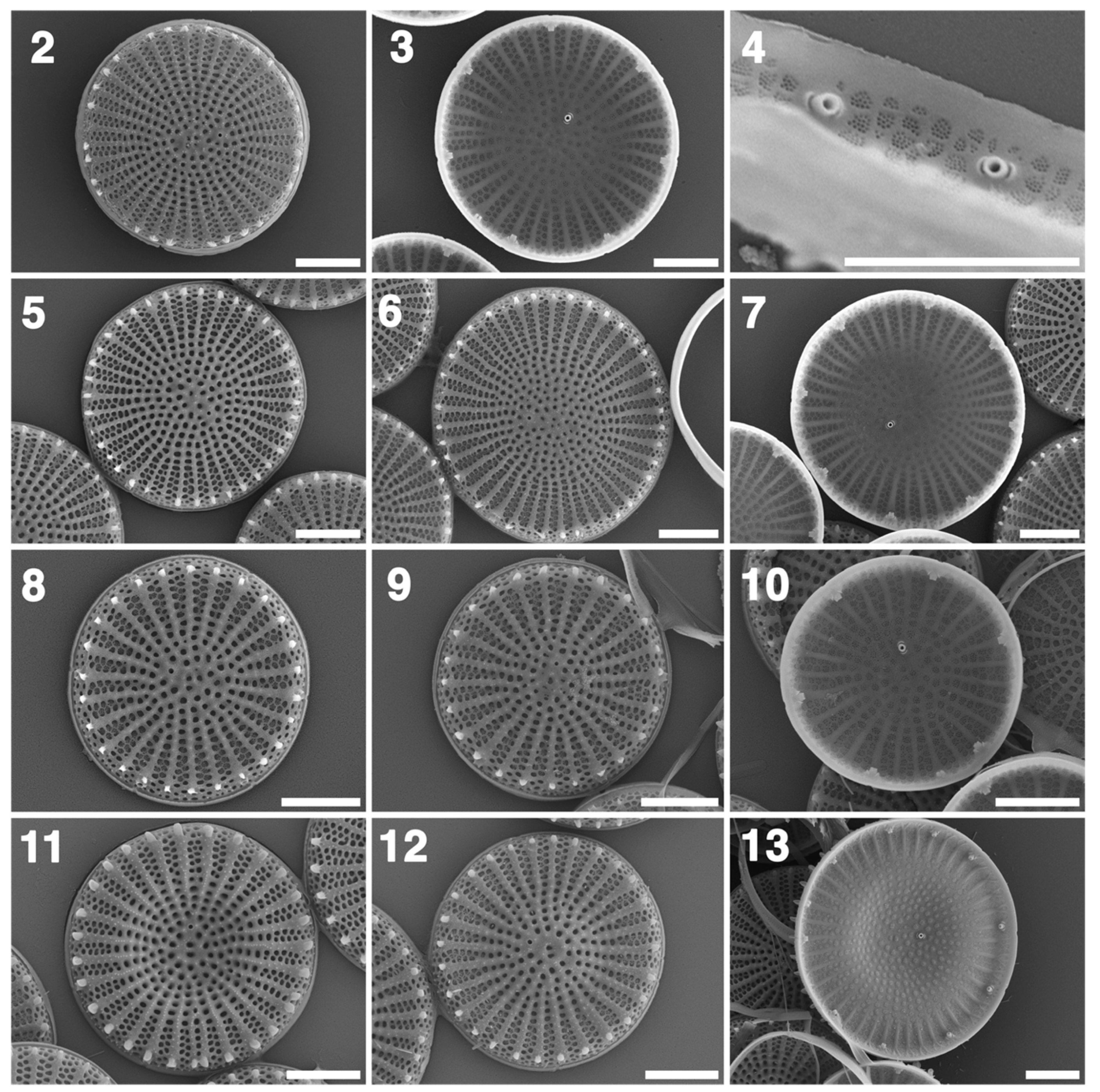 Taxonomy 01 00030 g002 550