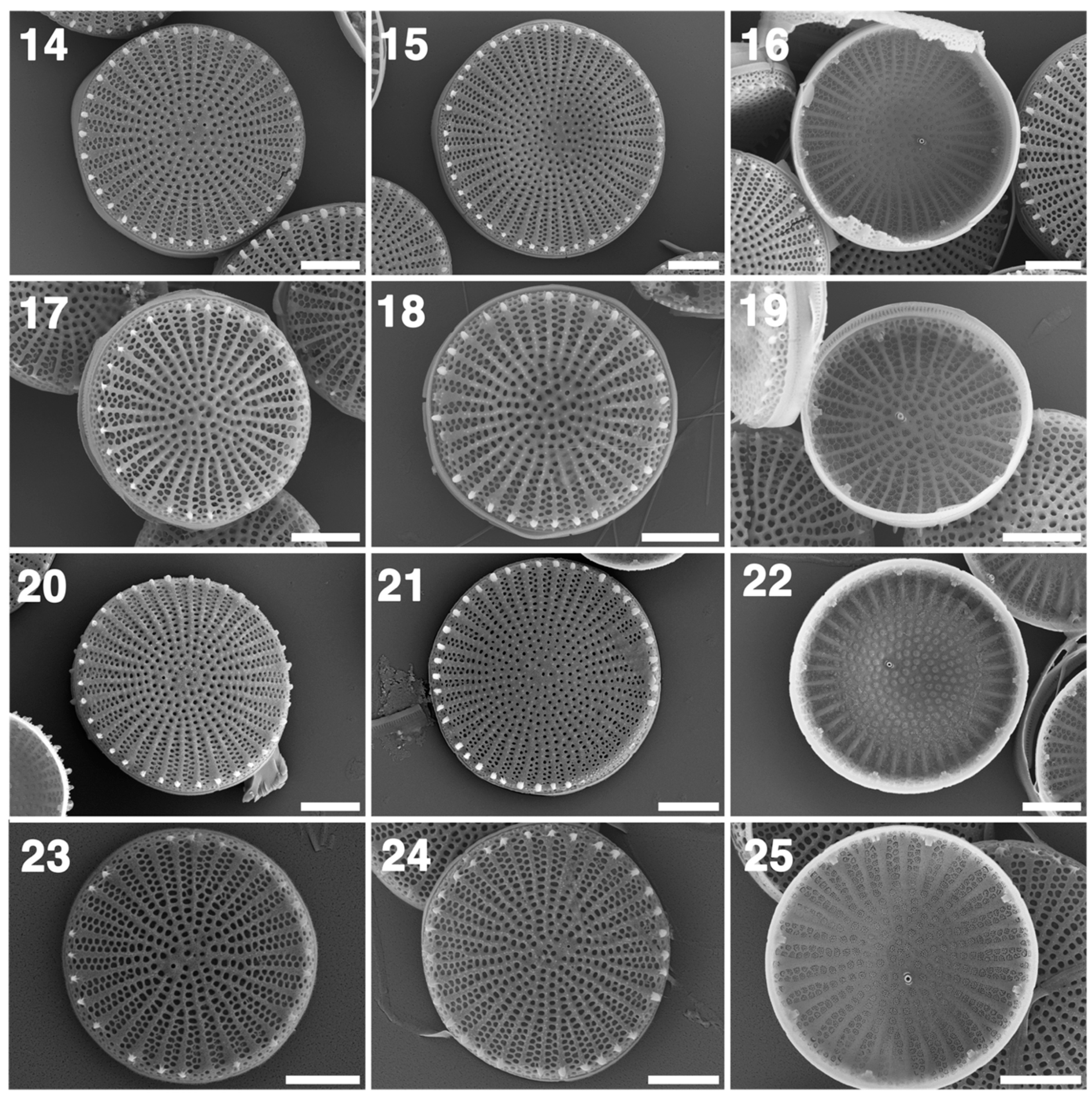 Taxonomy 01 00030 g003 550