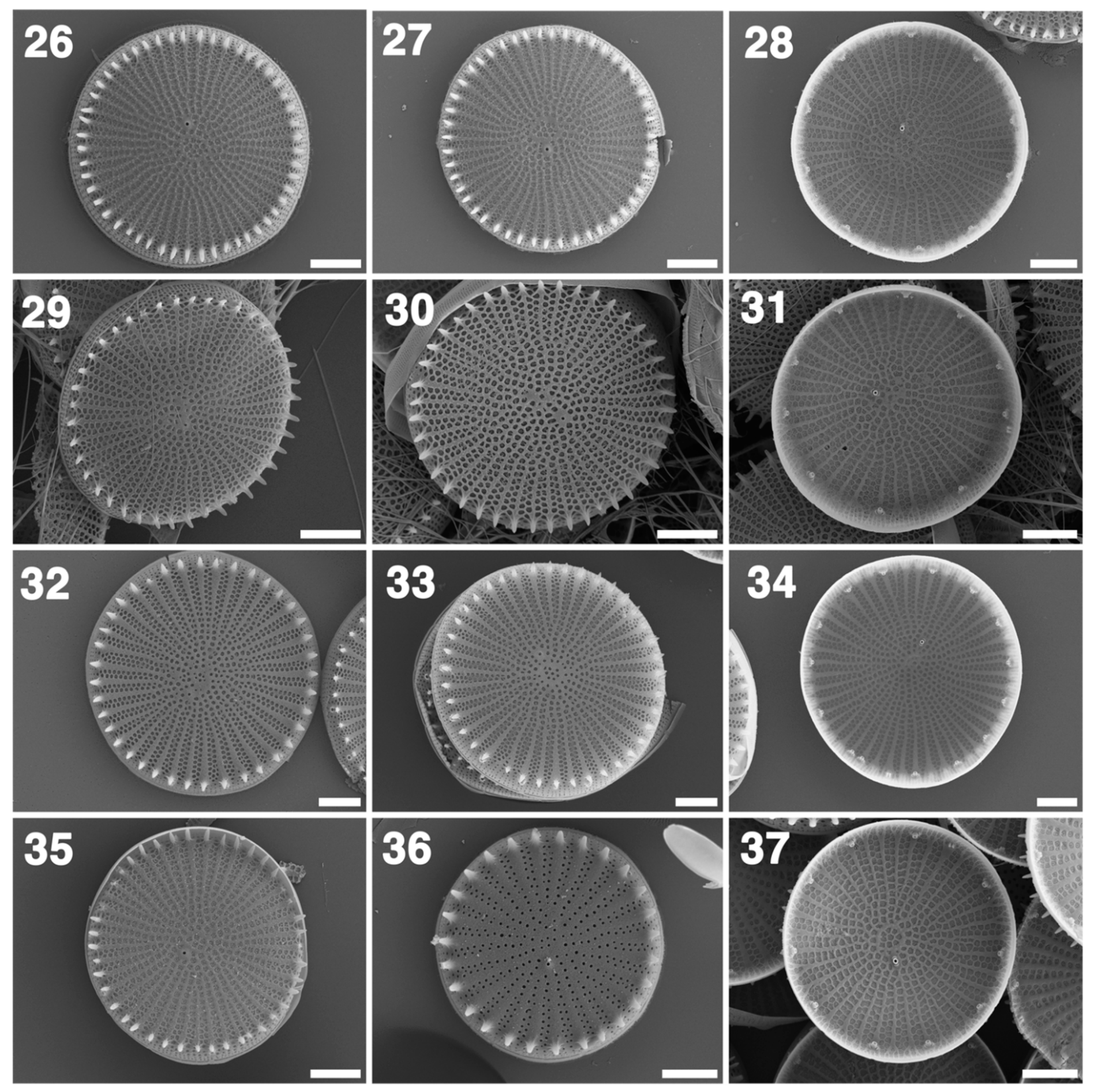 Taxonomy 01 00030 g004 550