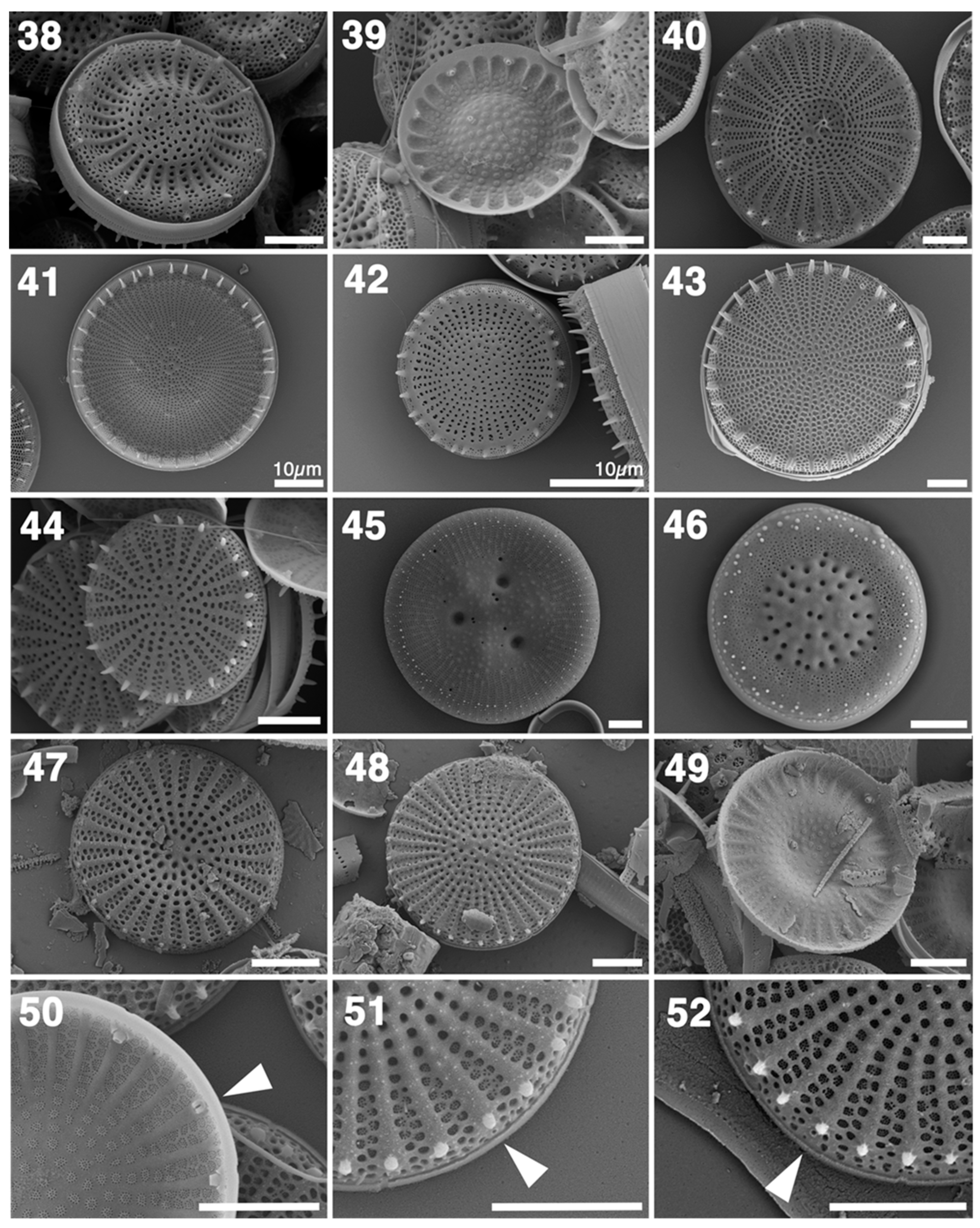 Taxonomy 01 00030 g005 550