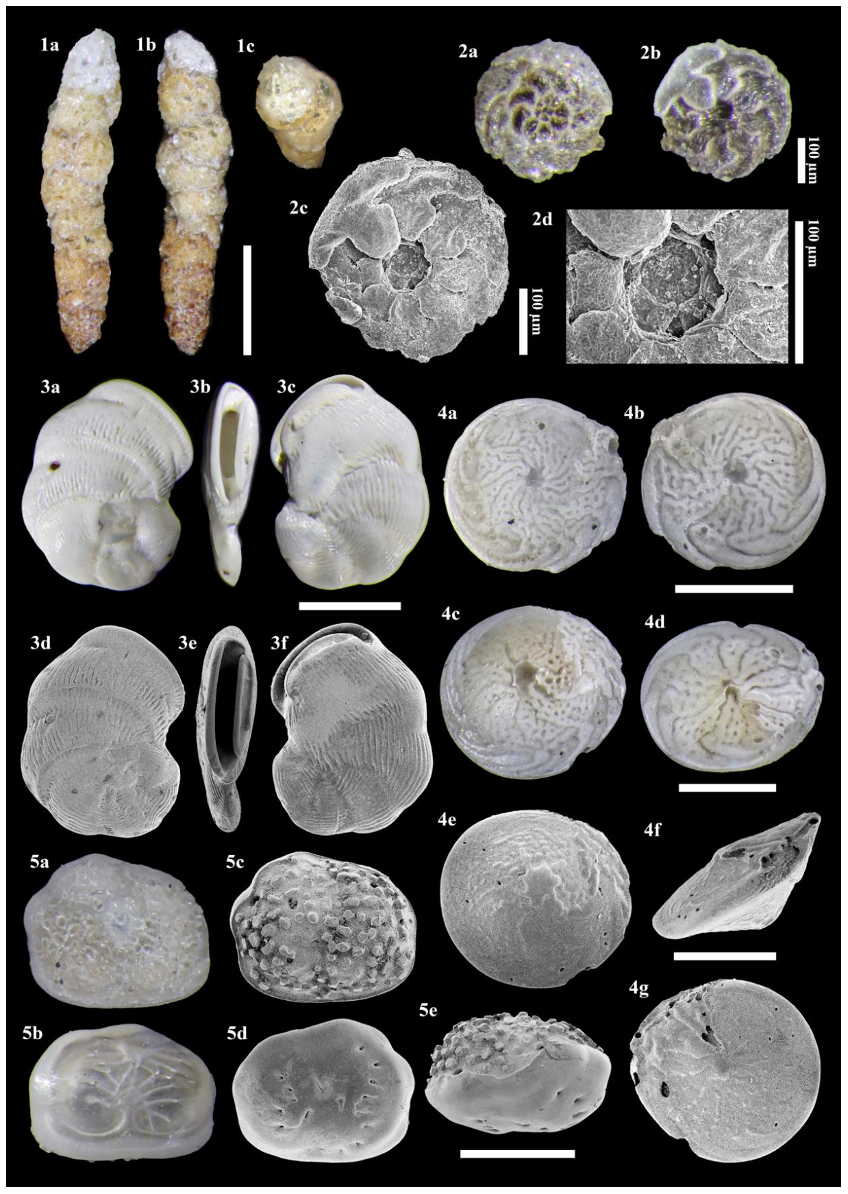 Taxonomy 01 00031 g002