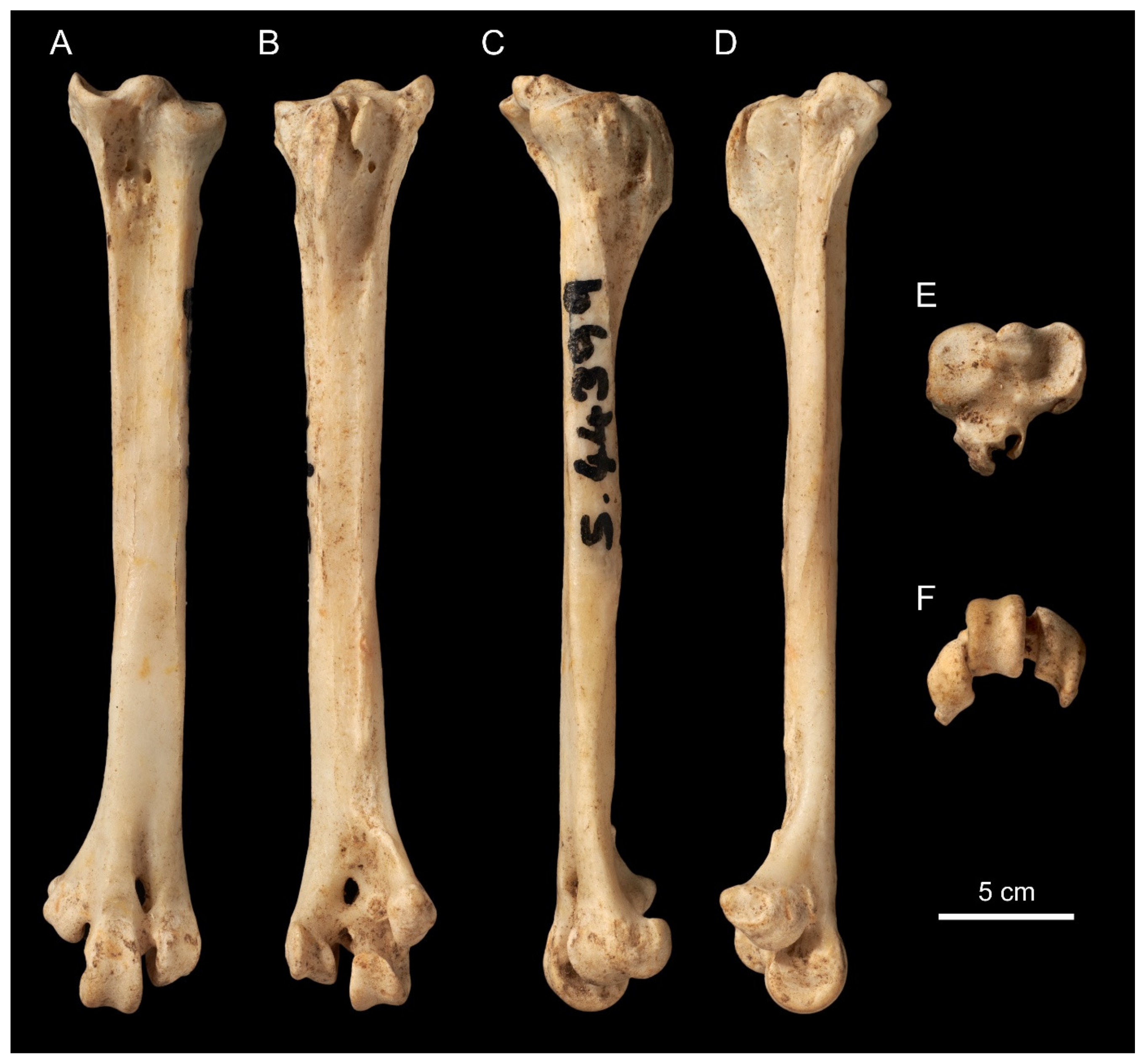 Taxonomy 01 00032 g001 Taxonomy 01 00032 g001