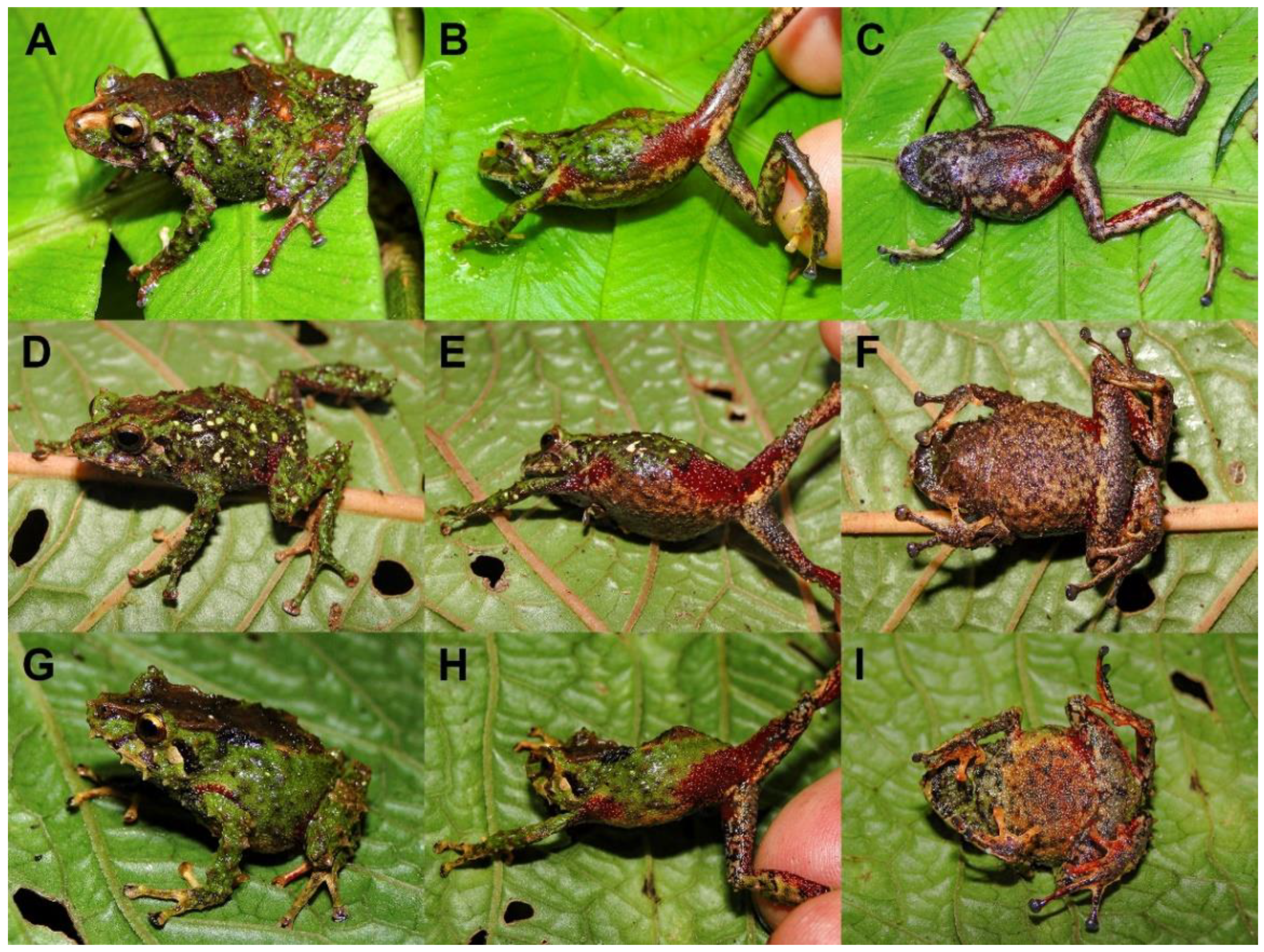 Taxonomy 02 00002 g001