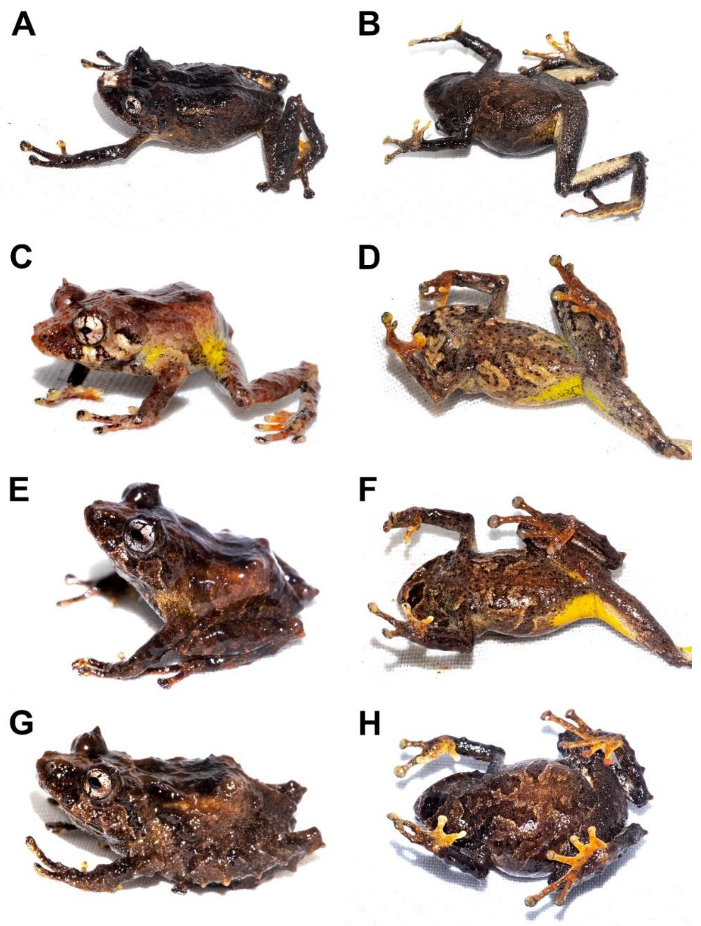 Taxonomy 02 00002 g006