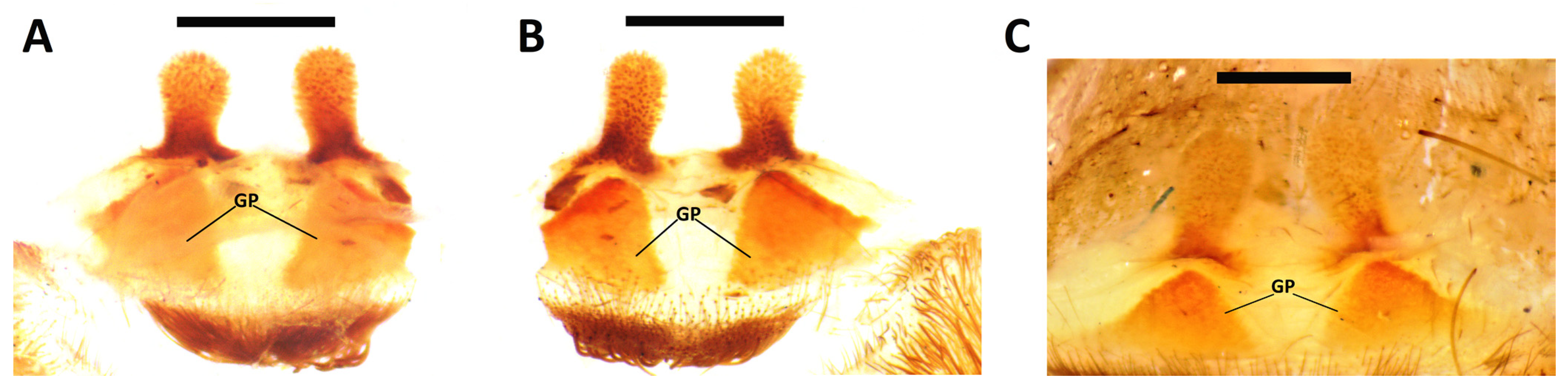 Taxonomy 02 00003 g001