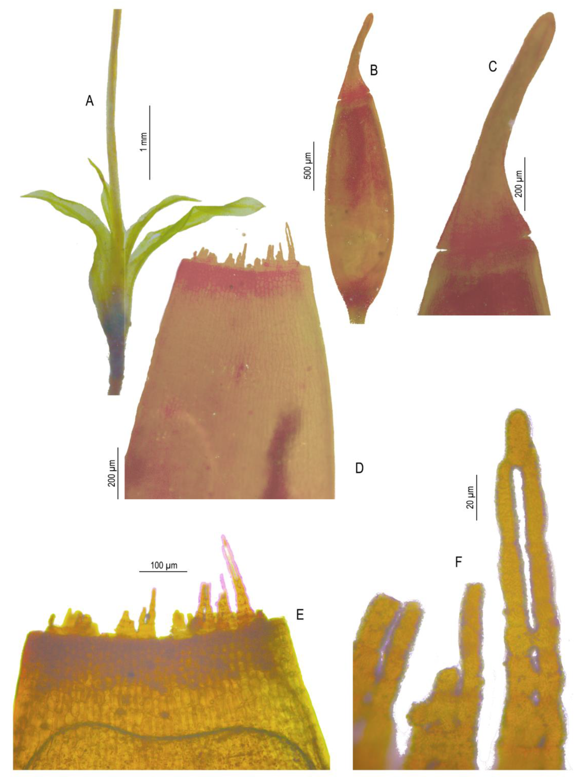 Taxonomy 02 00005 g004 550