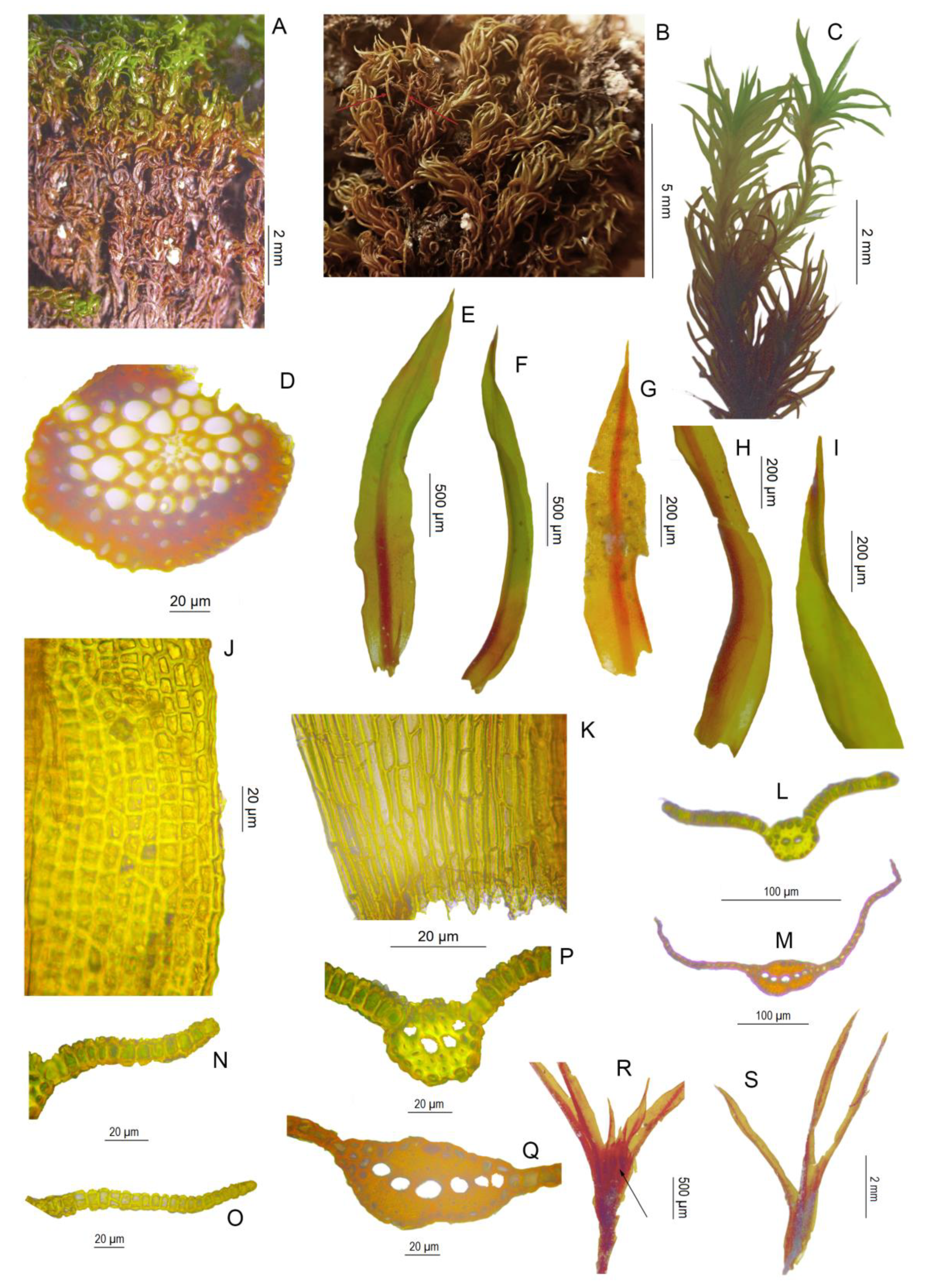 Taxonomy 02 00005 g005 550