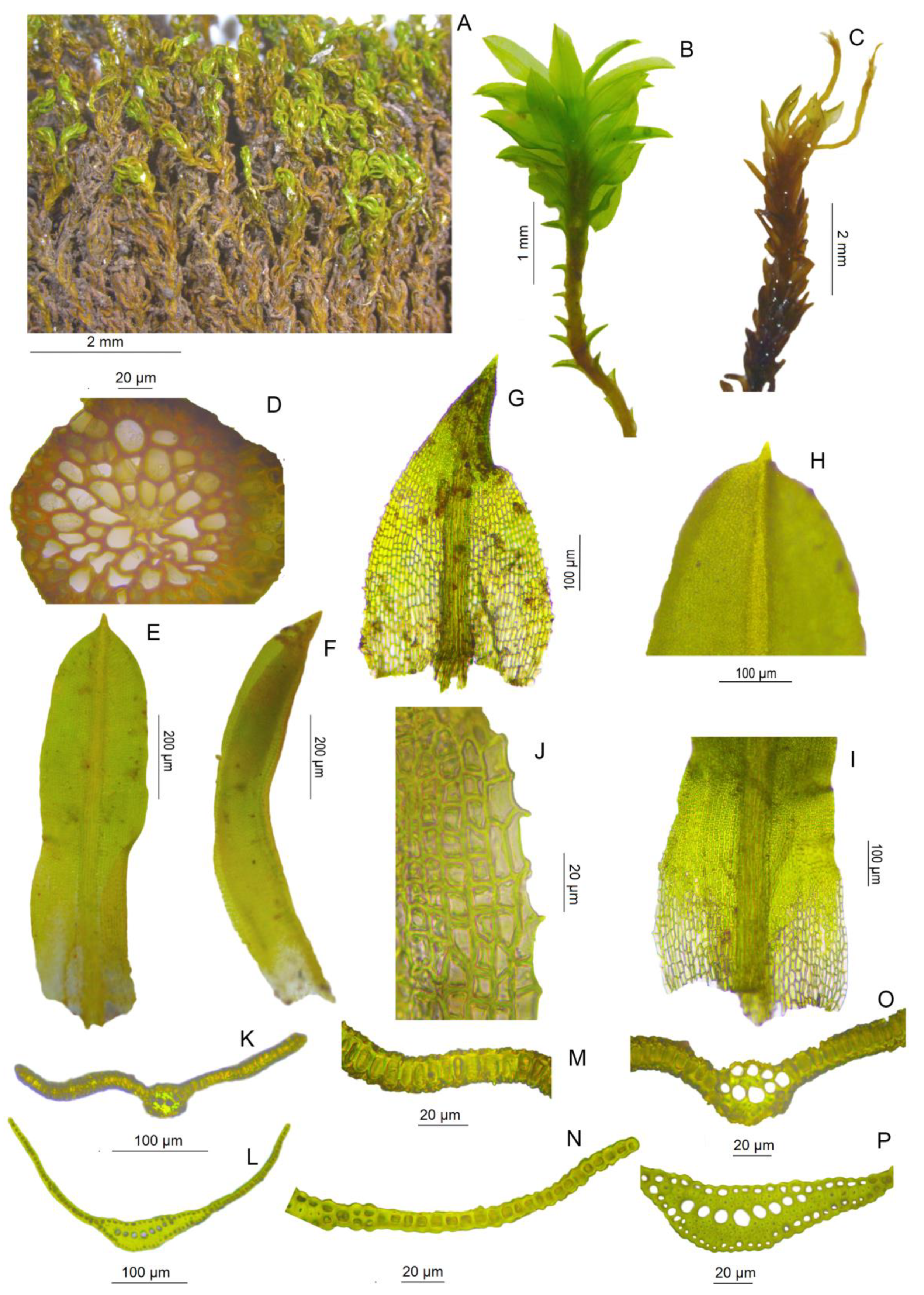 Taxonomy 02 00005 g006 550