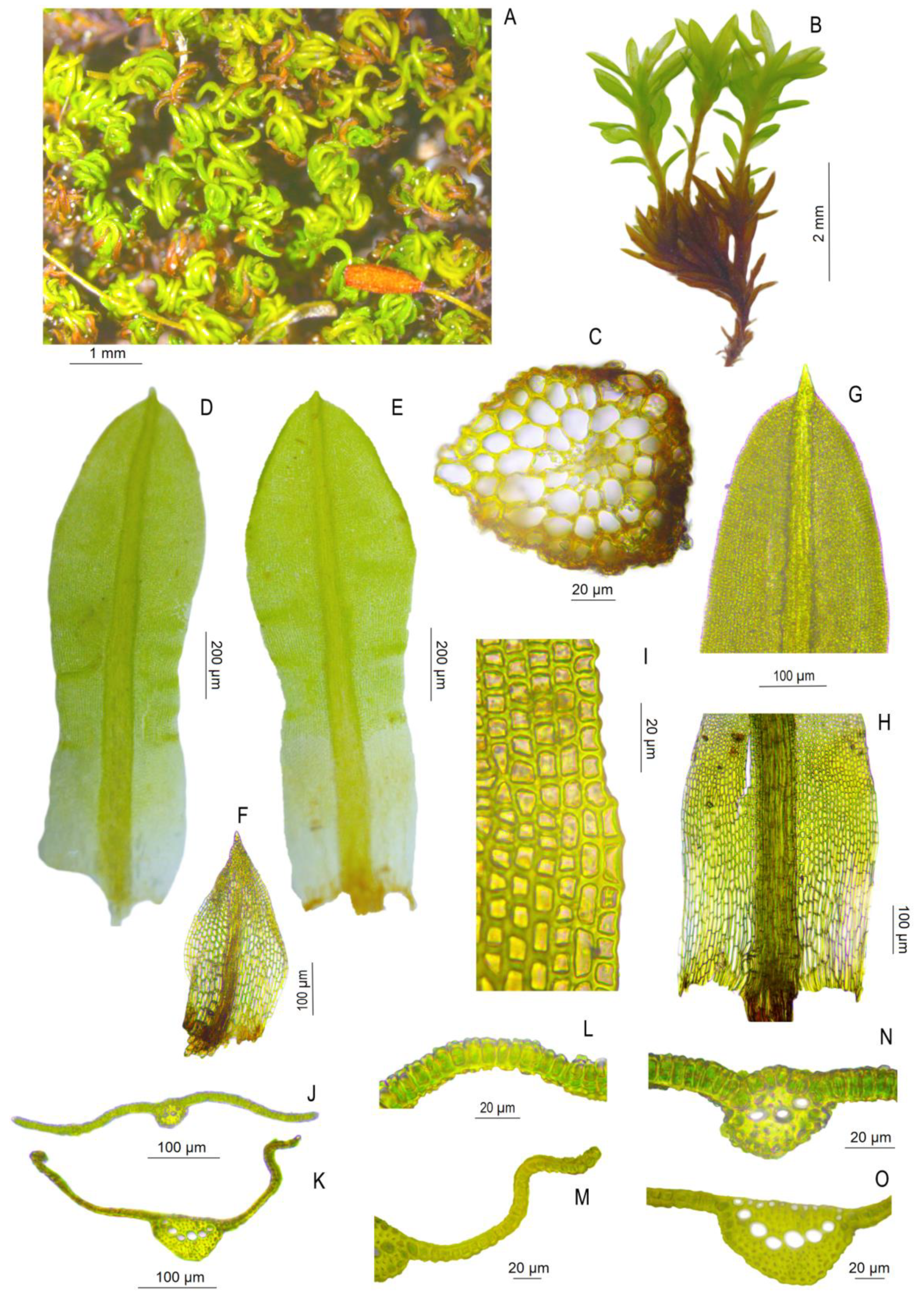 Taxonomy 02 00005 g007 550