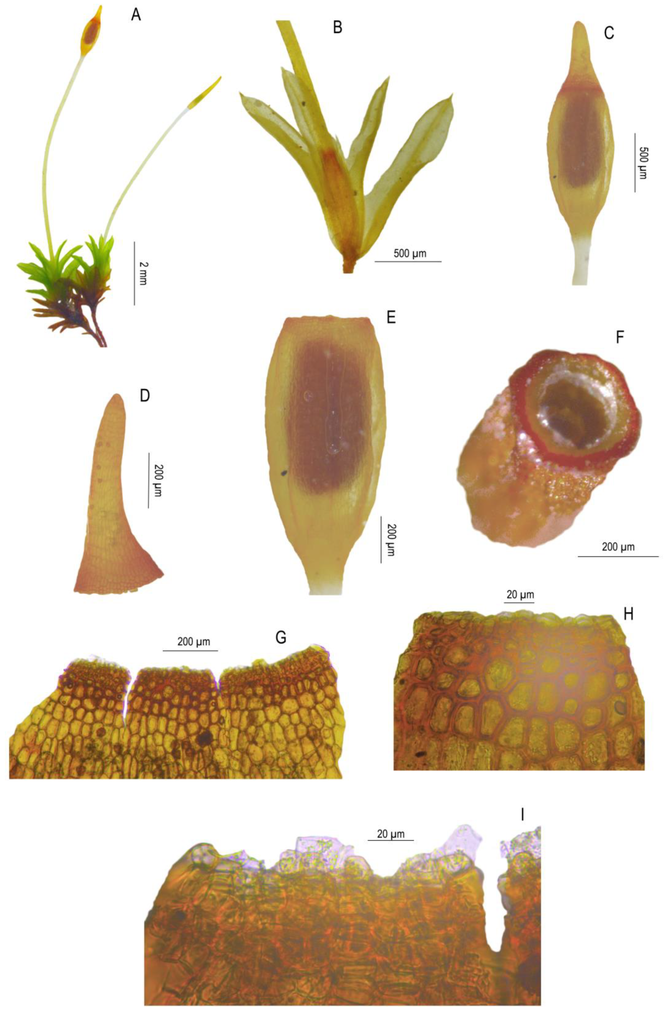 Taxonomy 02 00005 g008 550