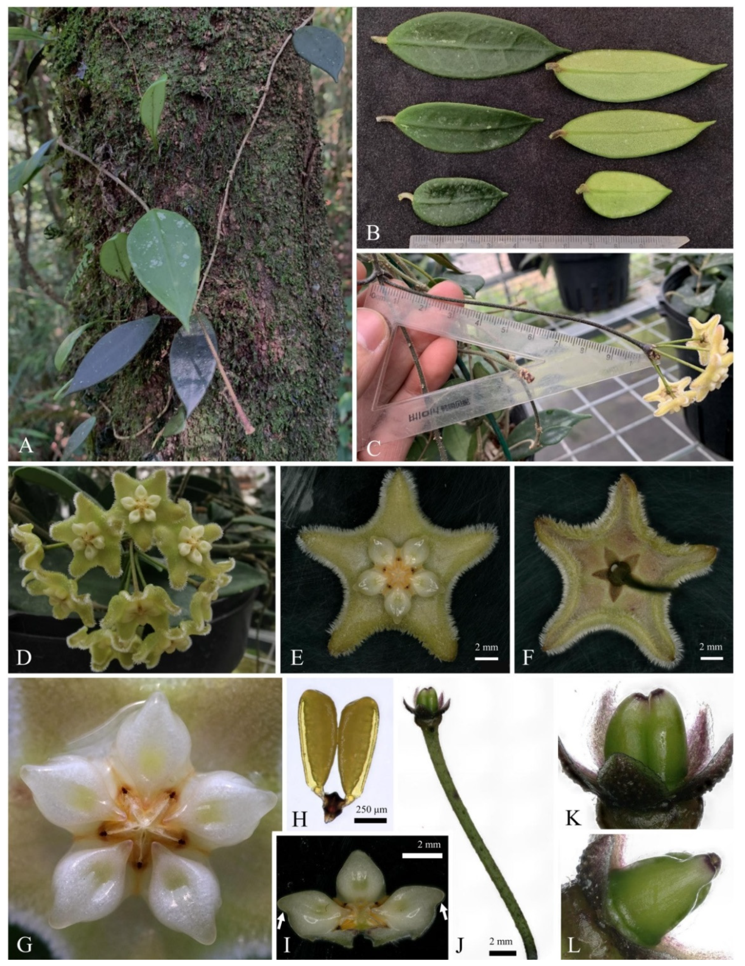 Taxonomy 02 00008 g001 Taxonomy 02 00008 g001