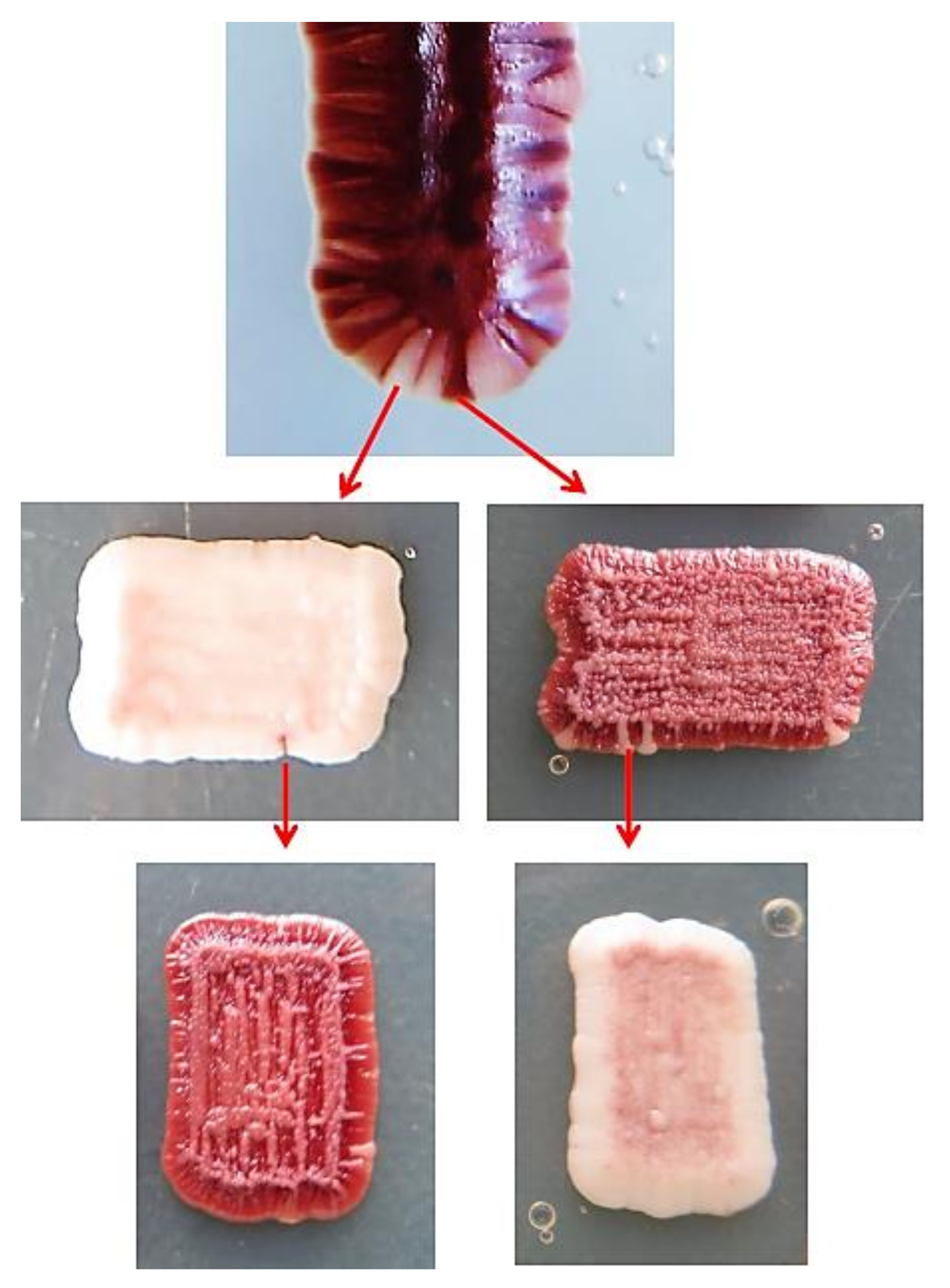 Taxonomy 02 00009 g003 Taxonomy 02 00009 g003