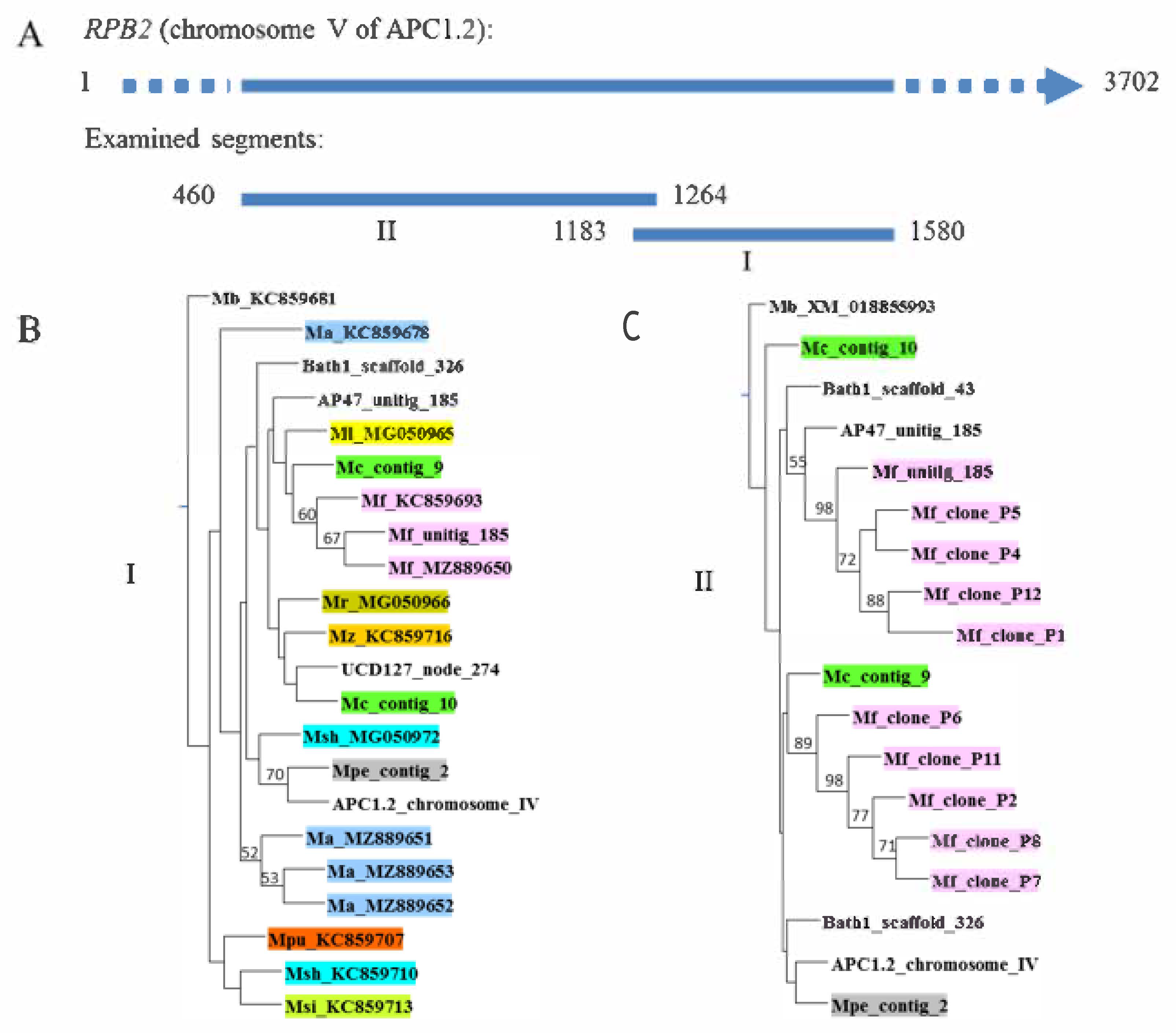 Taxonomy 02 00009 g007 Taxonomy 02 00009 g007