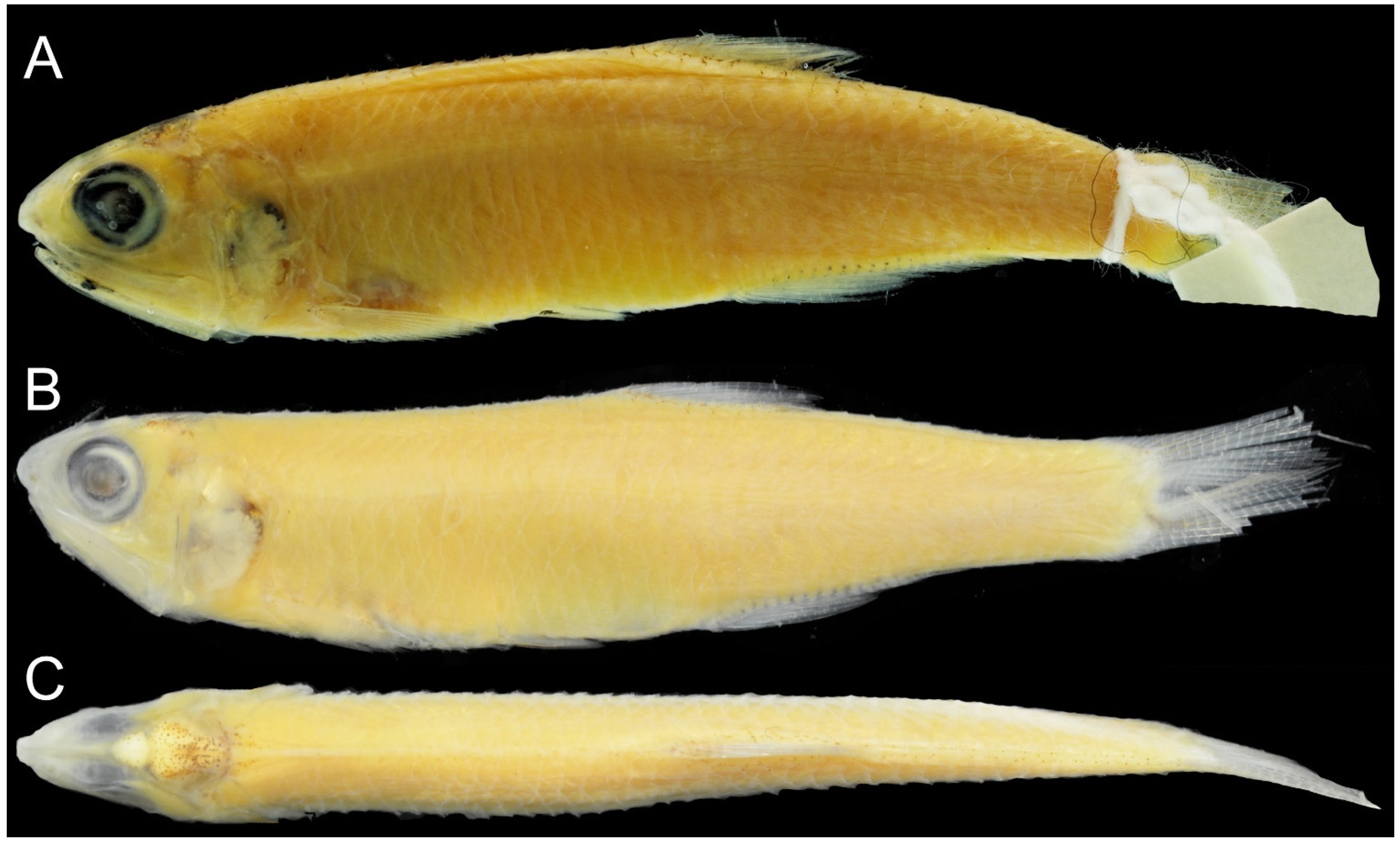 Taxonomy 02 00010 g001