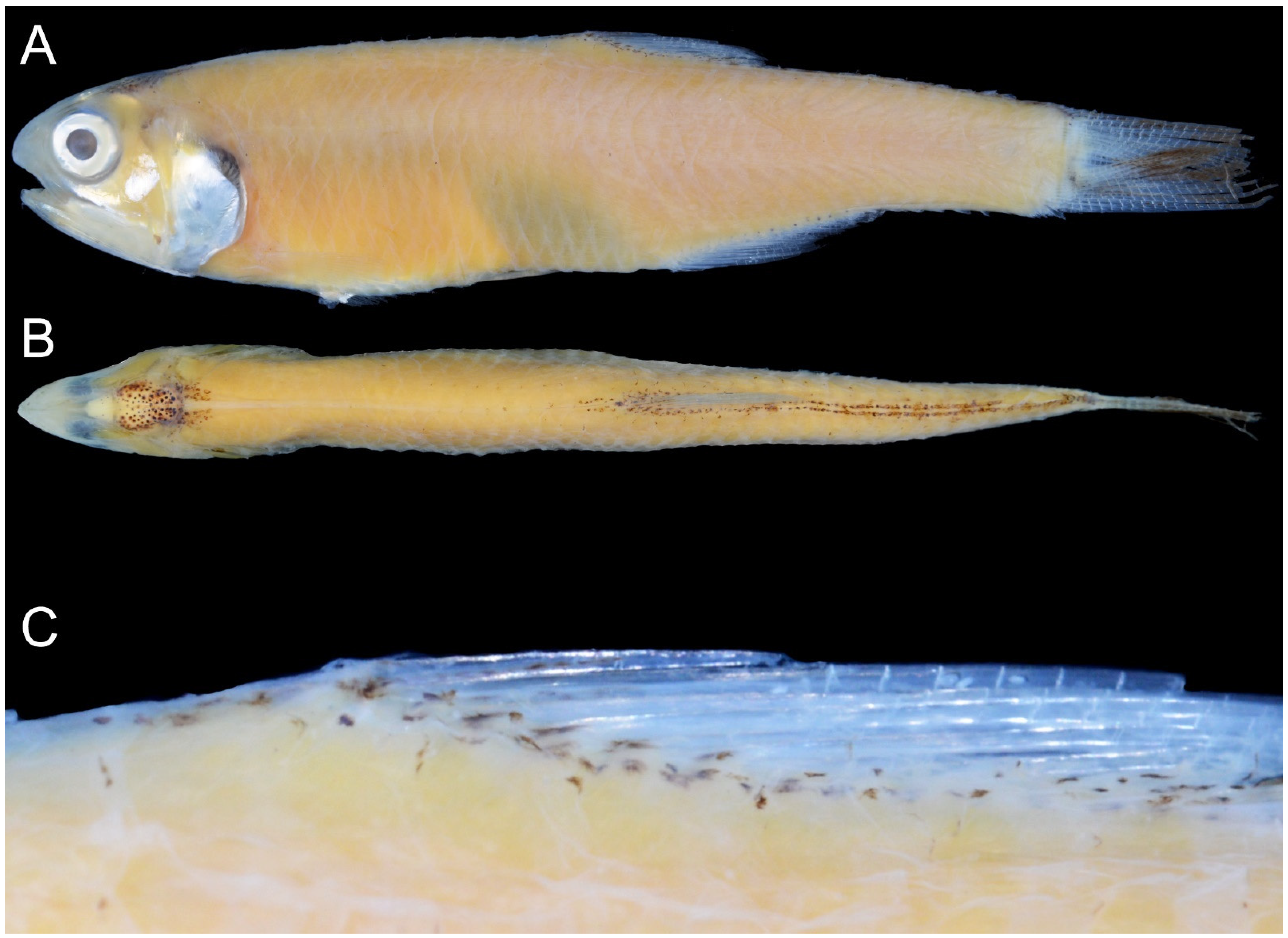 Taxonomy 02 00010 g003