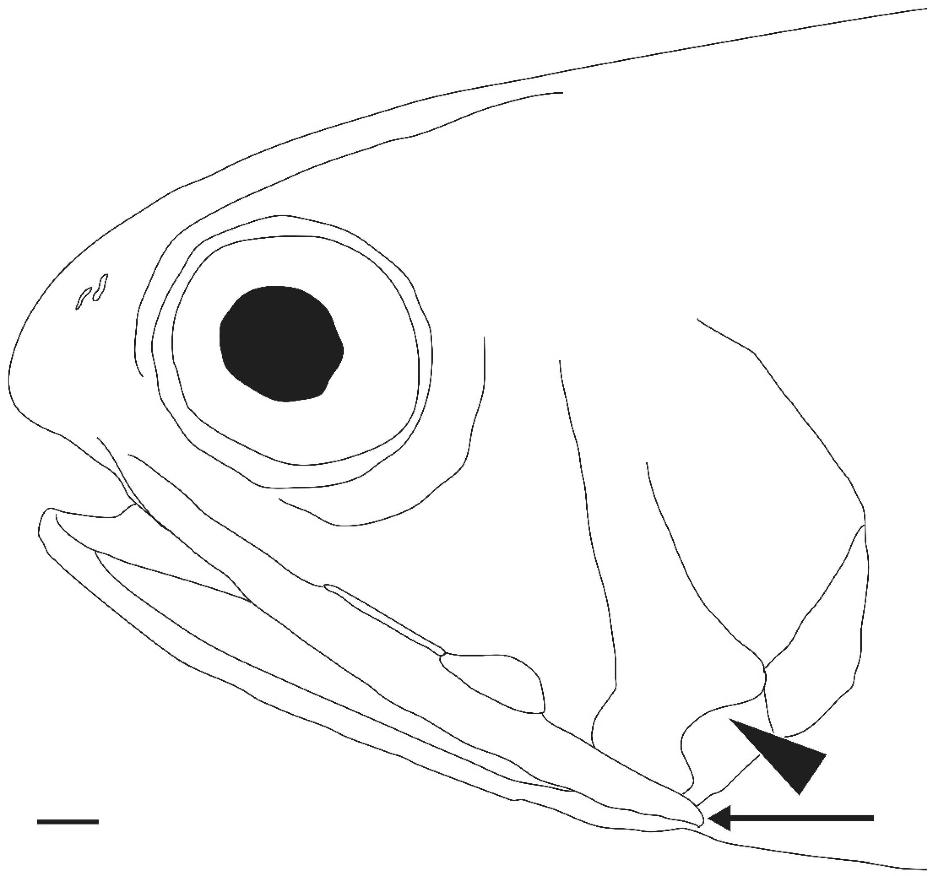 Taxonomy 02 00010 g004