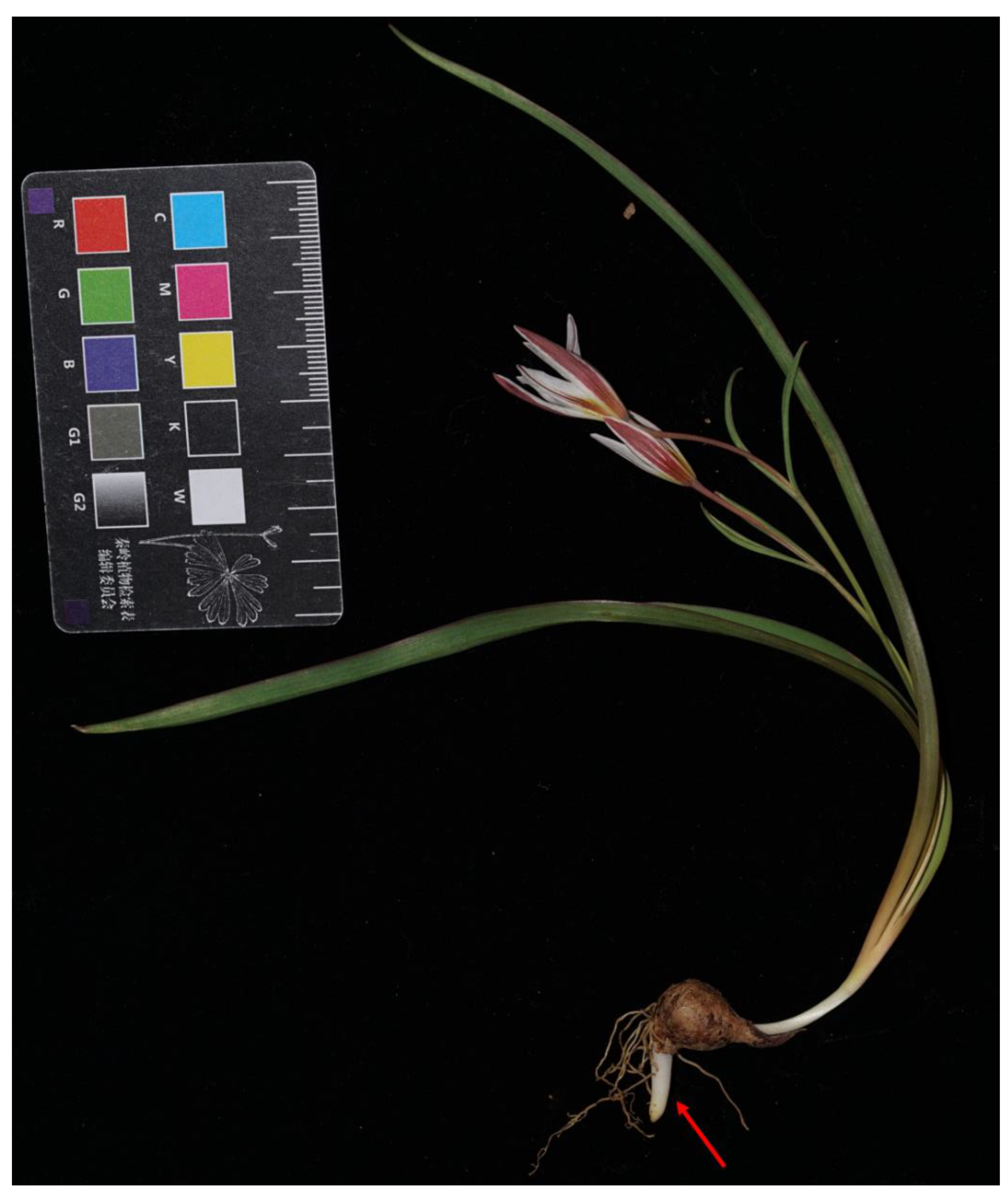 Taxonomy 02 00012 g0a1 Taxonomy 02 00012 g0a1