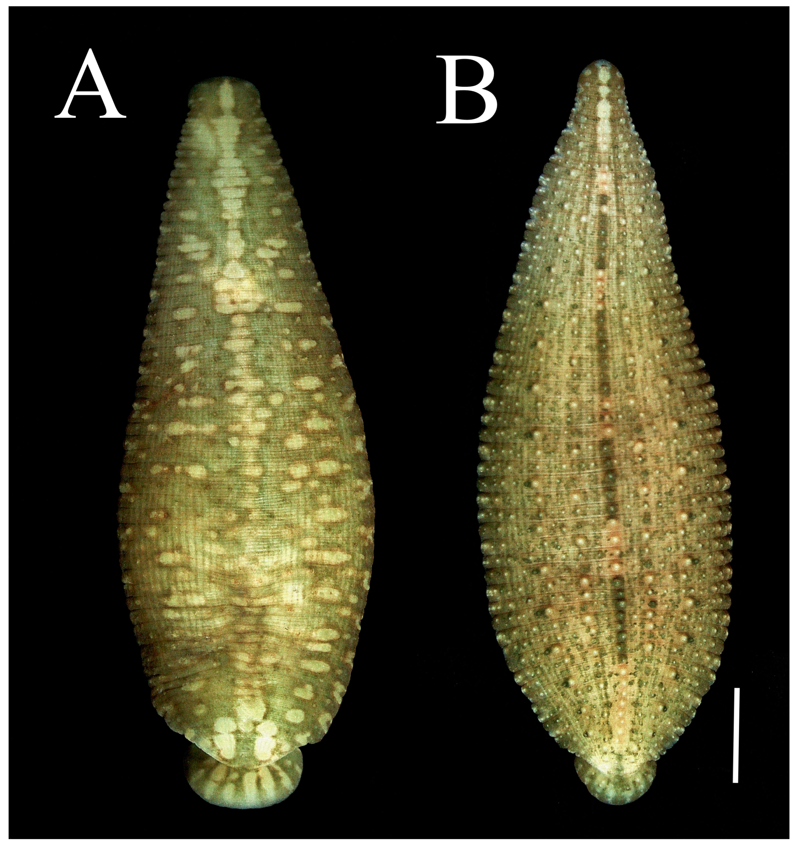 Taxonomy 02 00013 g001