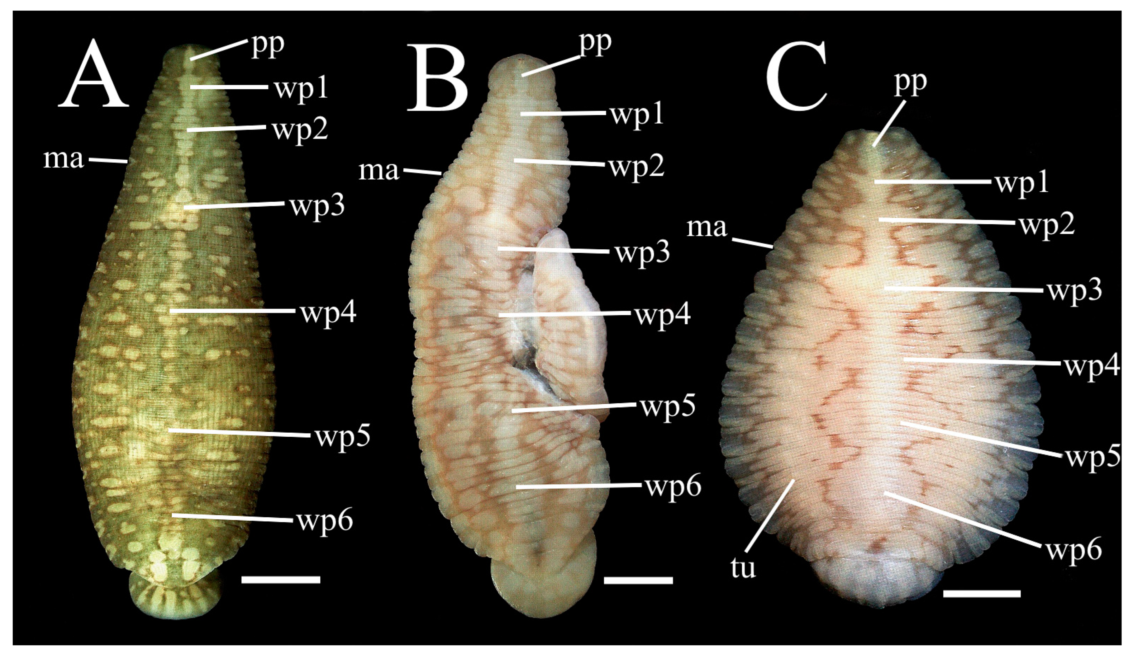 Taxonomy 02 00013 g002