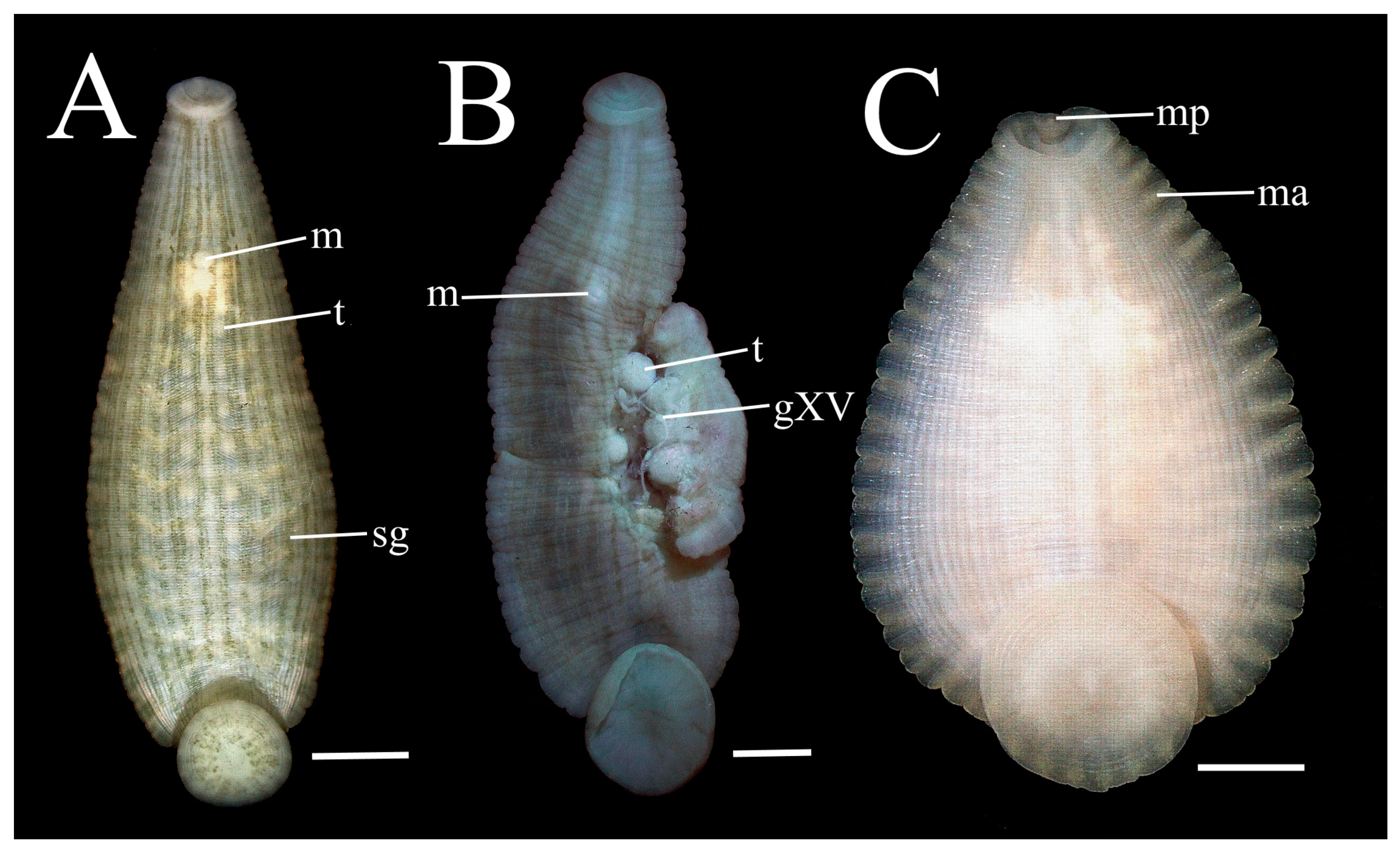 Taxonomy 02 00013 g003