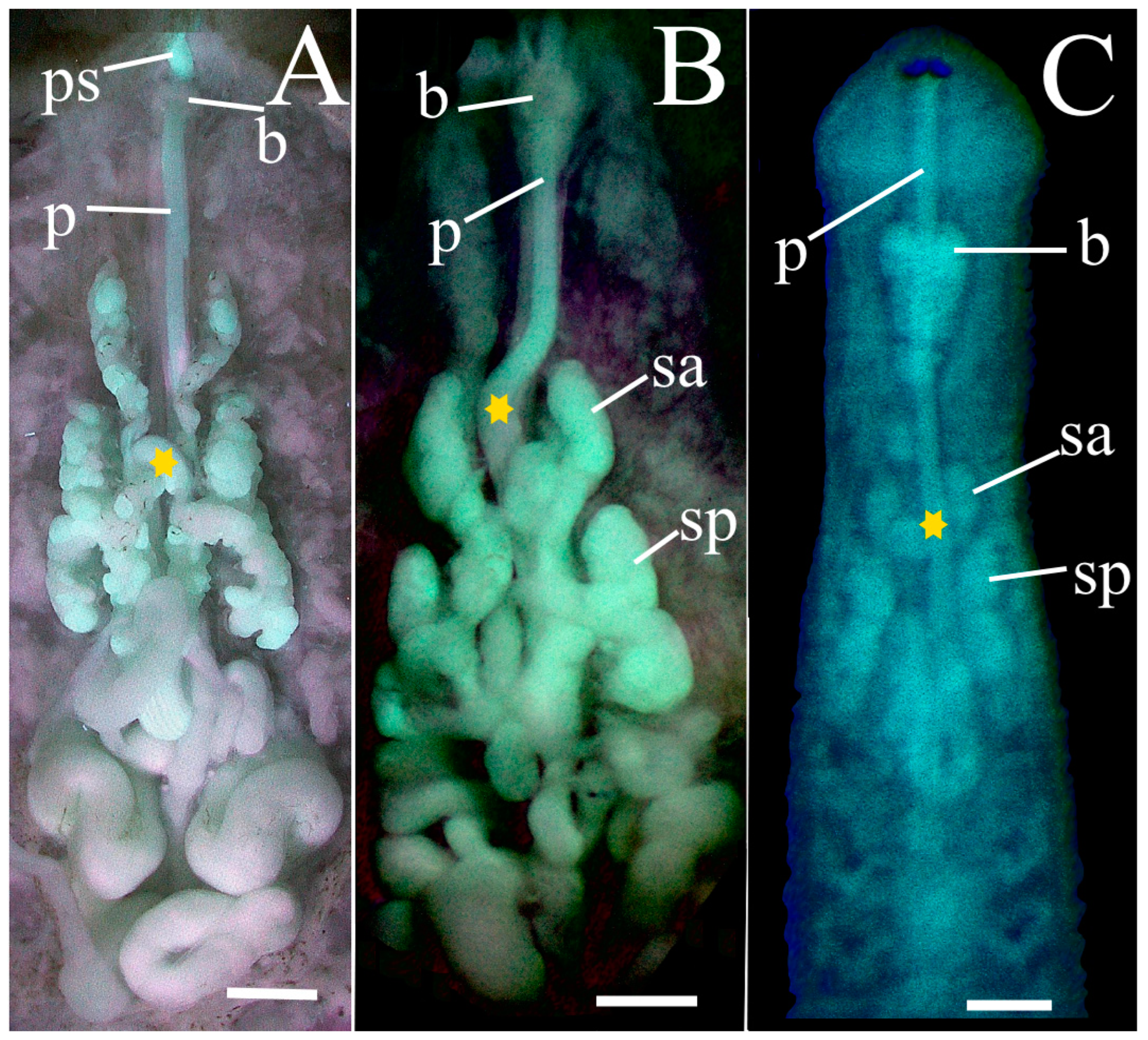 Taxonomy 02 00013 g006